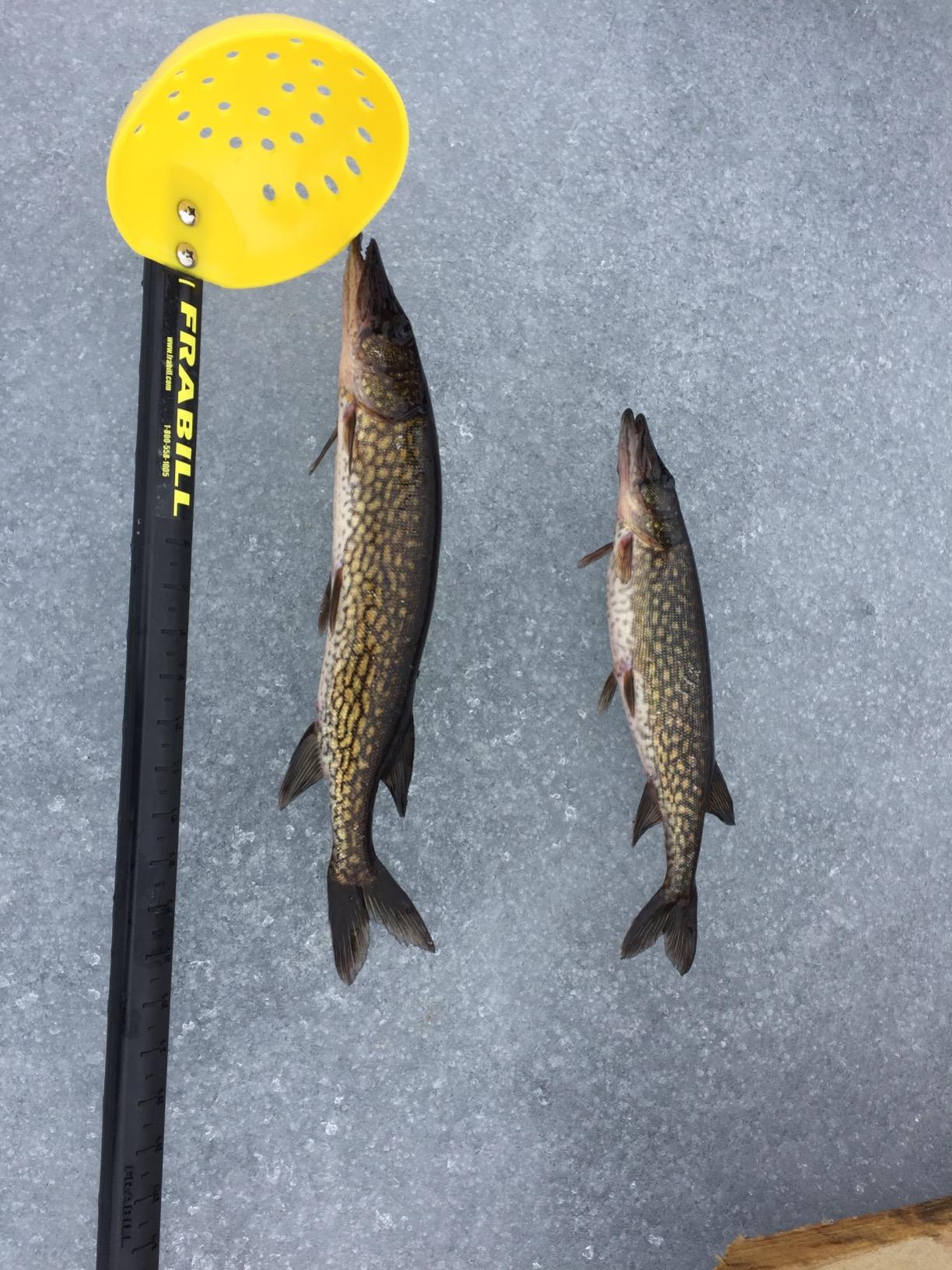 Frabill Ice Fishing Tip-Ups customer photo 2
