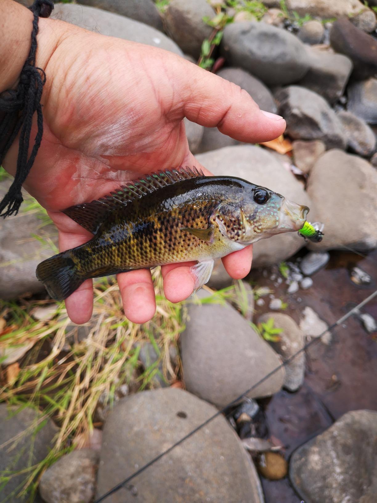 Rebel Lures Hellgrammite Ultralight Crankbait customer photo 1