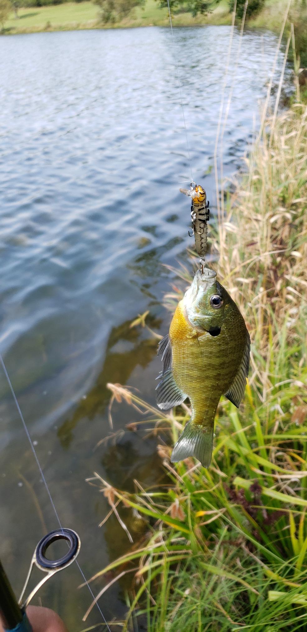 Rebel Lures Hellgrammite Ultralight Crankbait customer photo 2