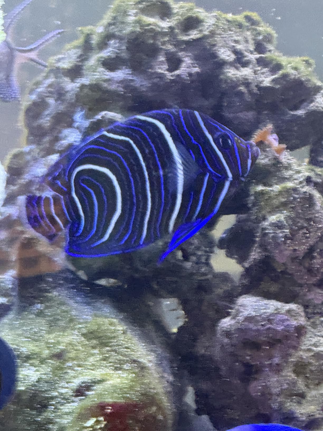 Instant Ocean Sea Salt for Marine Aquariums, 50 Gallon Mix customer photo 2