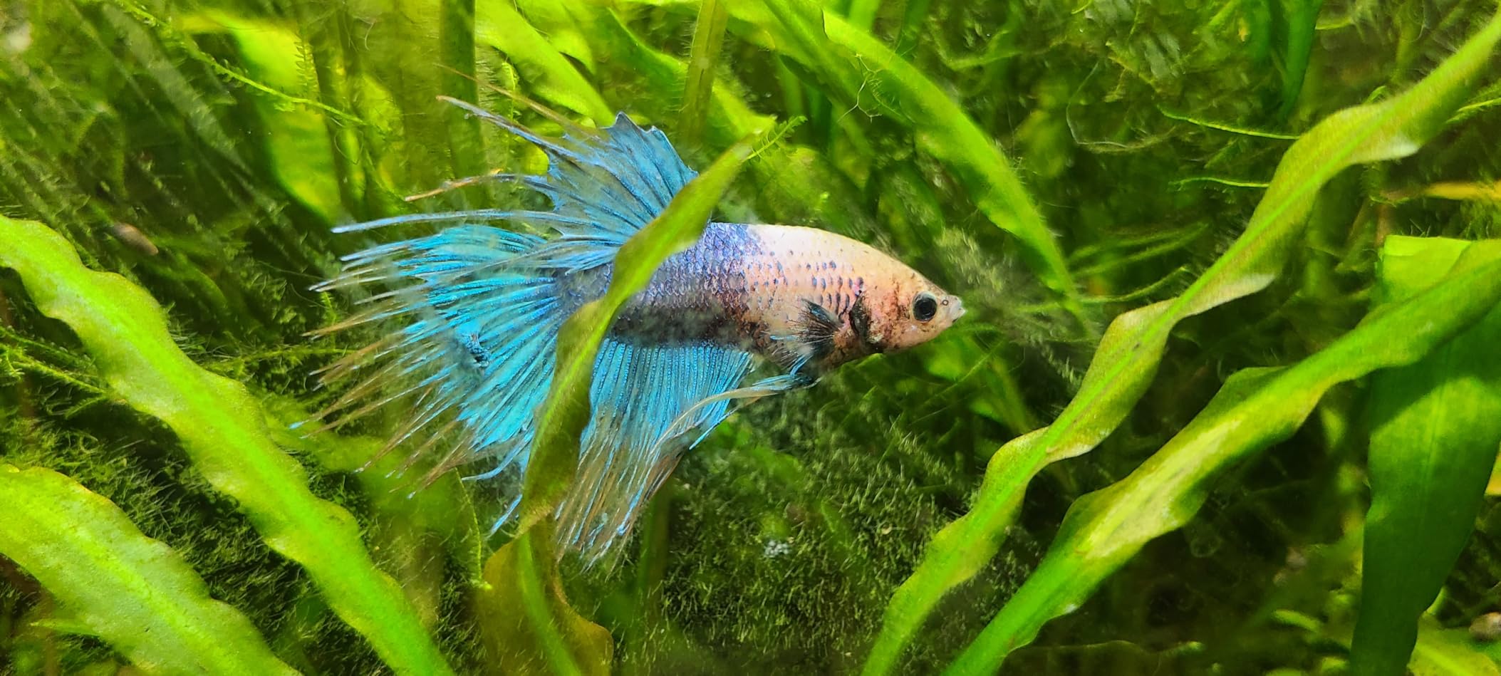 Kordon Methylene Blue Disease Preventative - Safe for Freshwater & Saltwater Aquariums, Prevents Fungal Infections & Treats Parasites, Reduces Fish Stress, 4-Ounces customer photo 2