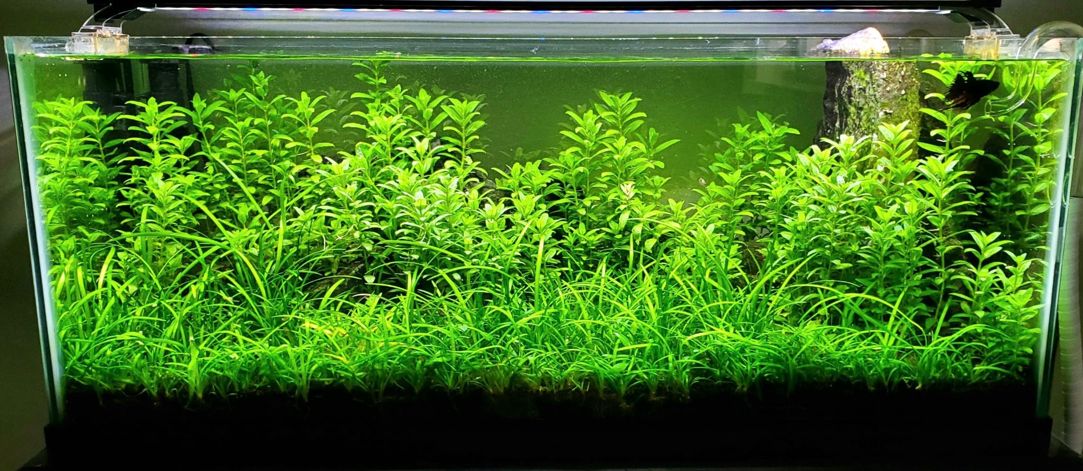 API LEAF ZONE Freshwater Aquarium Plant Fertilizer 18-Ounce Bottle customer photo 1