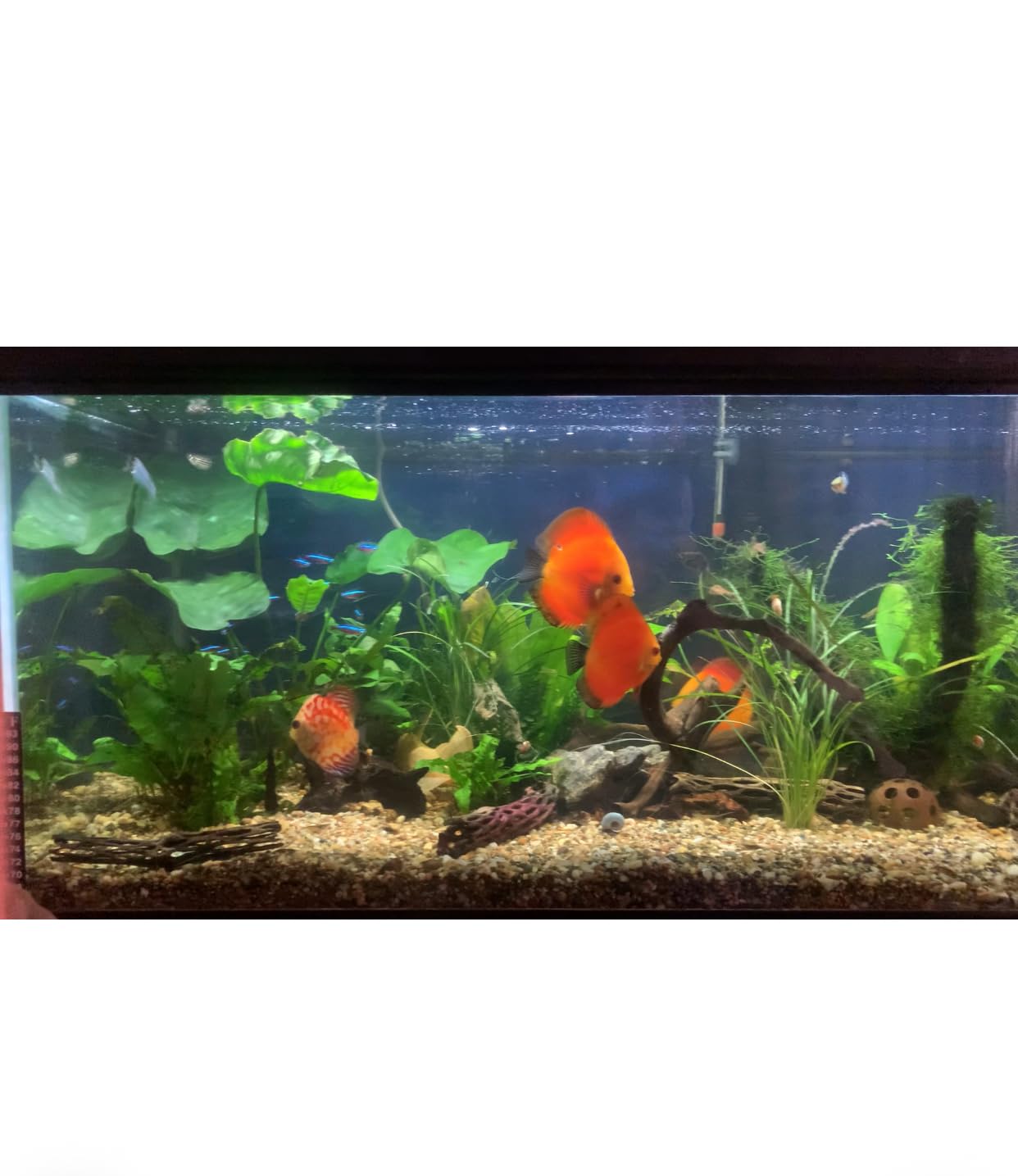 API MELAFIX Freshwater Fish Bacterial Infection Remedy 16-Ounce Bottle customer photo 1