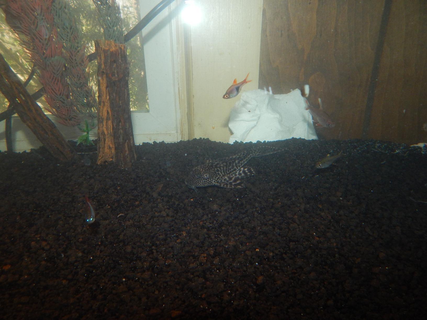 CaribSea Eco-Complete Planted Aquarium Substrate - 20 lbs customer photo 1