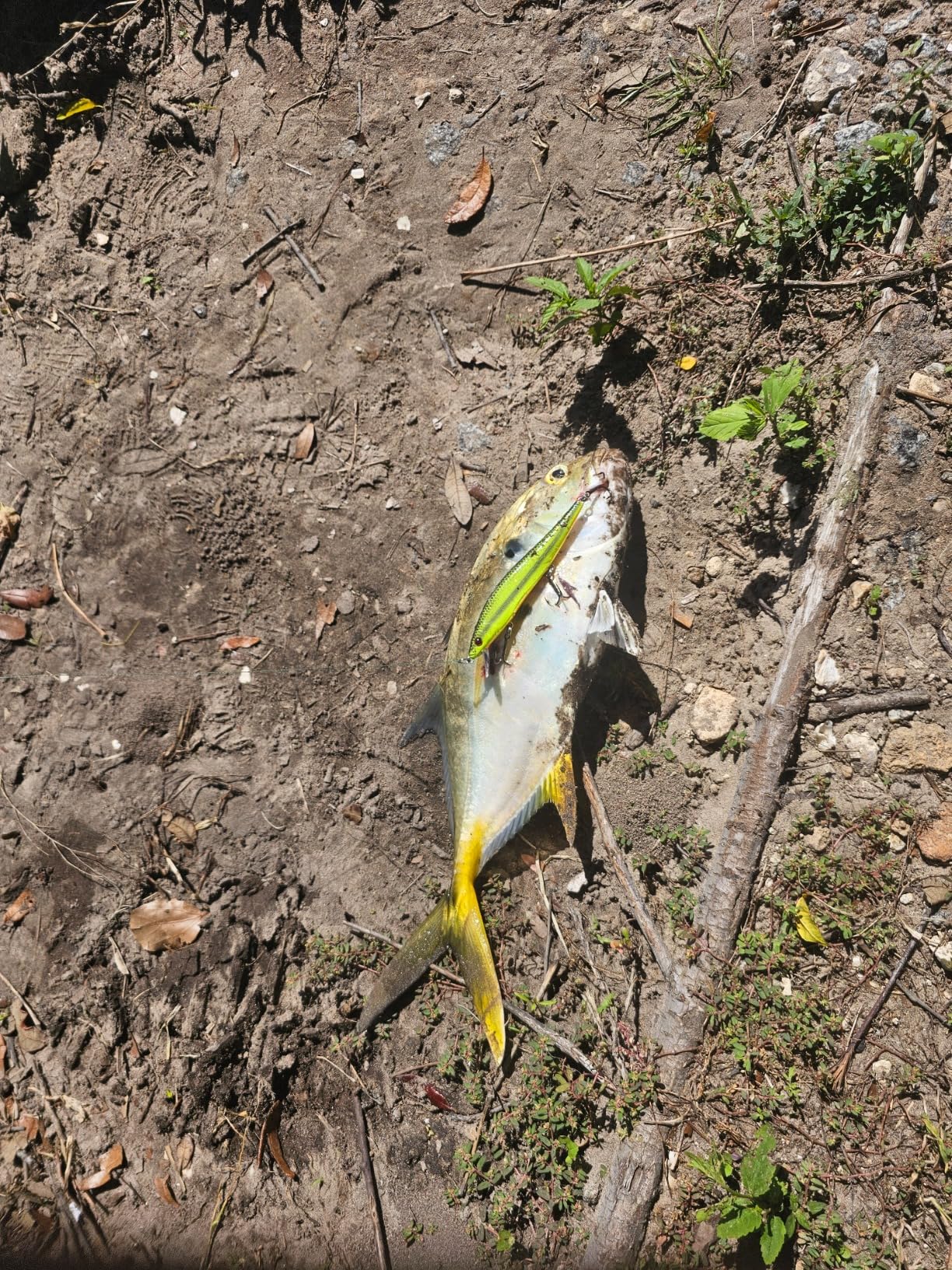 Smithwick Suspending Rattlin Rogue Jerkbait customer photo 1