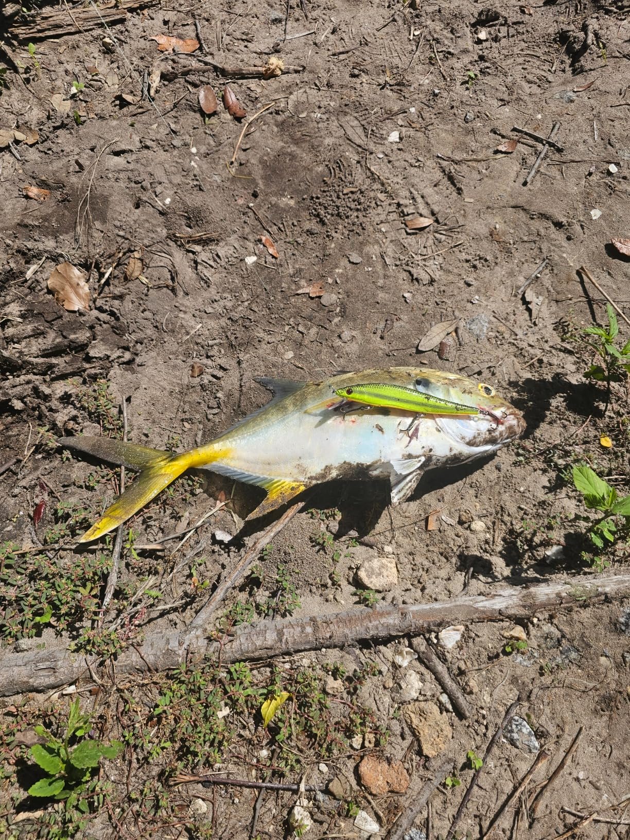 Smithwick Suspending Rattlin Rogue Jerkbait customer photo 2