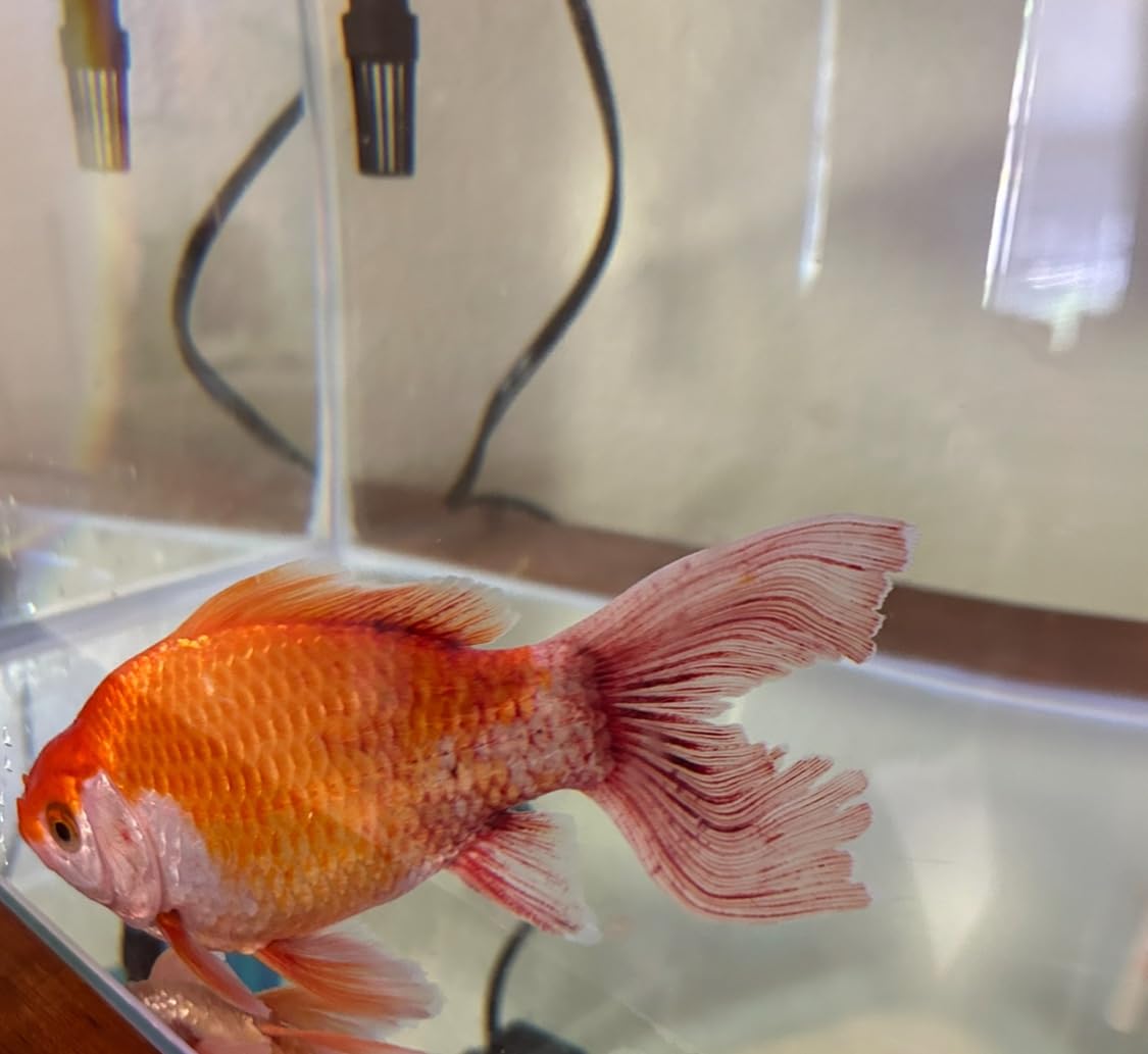 API PimaFix Antifungal Remedy for Koi & Goldfish (16 oz.) customer photo 2