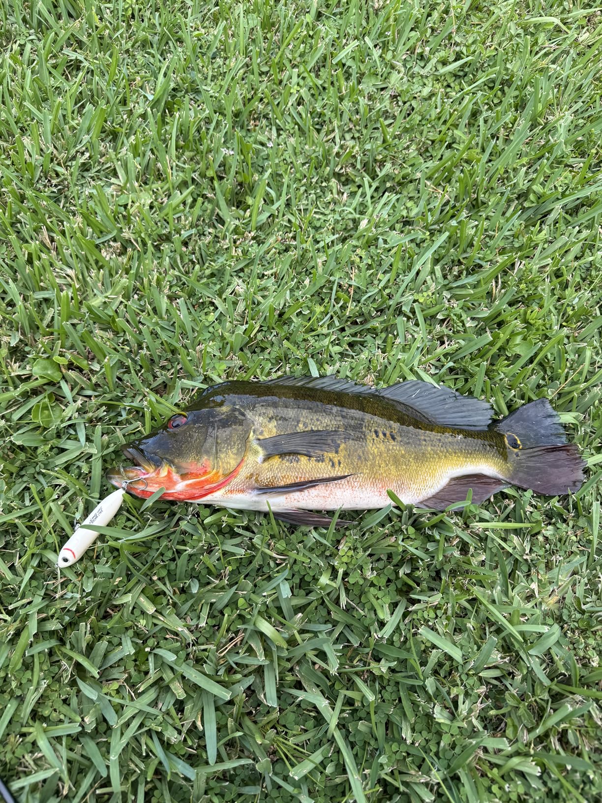 Heddon Super Spook Jr Topwater Fishing Lure customer photo 1