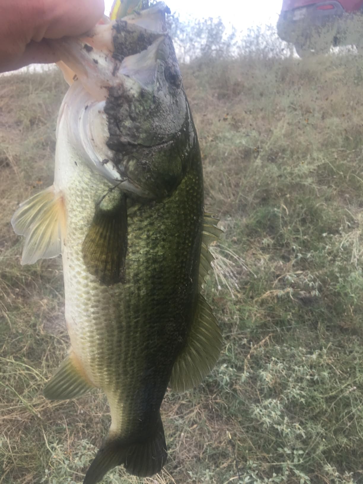 Heddon Super Spook Jr Topwater Fishing Lure for Saltwater and Freshwater, Red Head customer photo 1