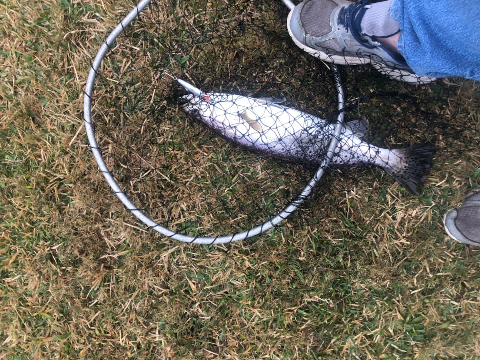 MirrOlure MirrOdine 17 Suspending Twitchbait - 2-5/8 Inch customer photo 1