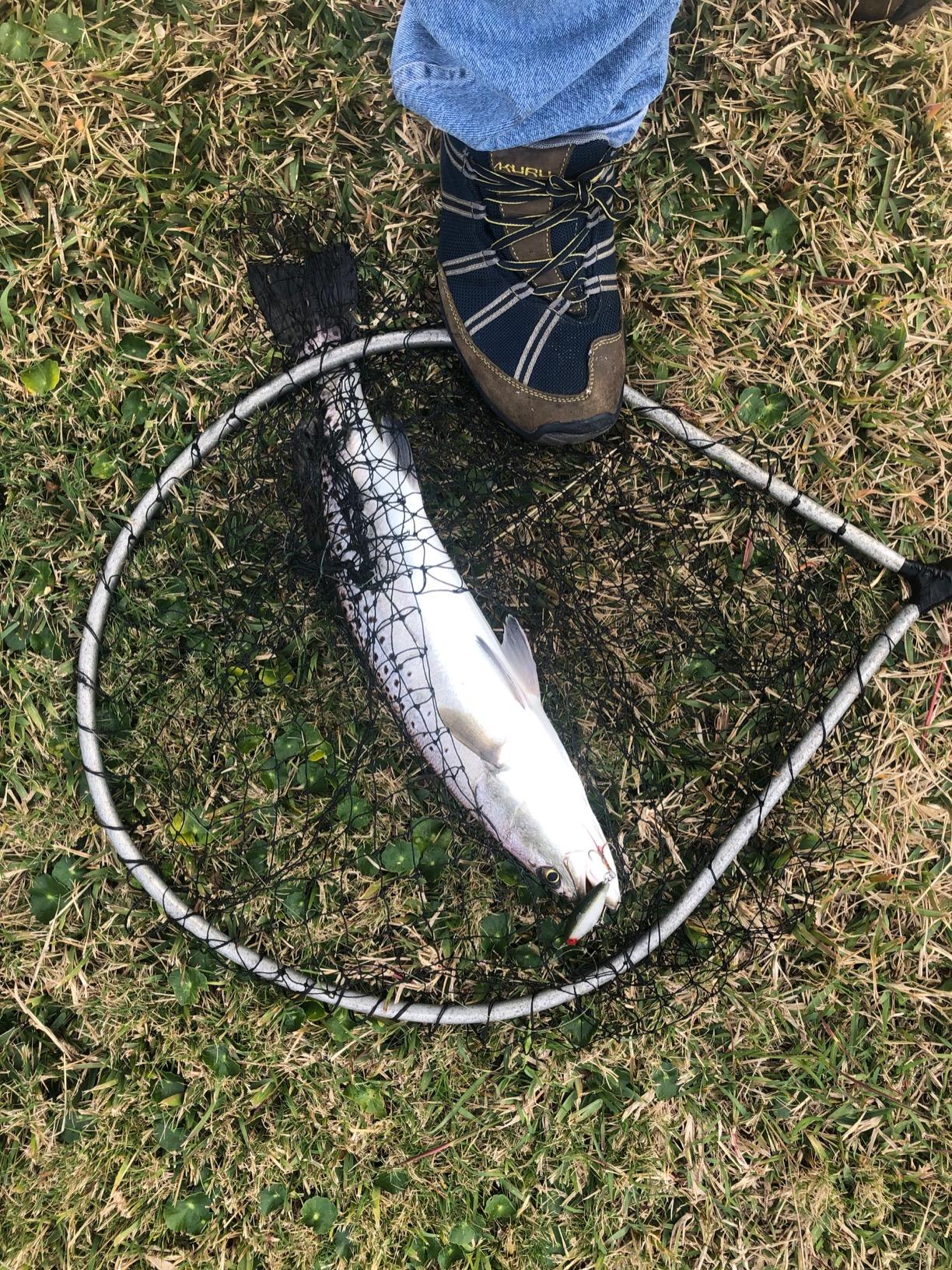 MirrOlure MirrOdine 17 Suspending Twitchbait - 2-5/8 Inch customer photo 2