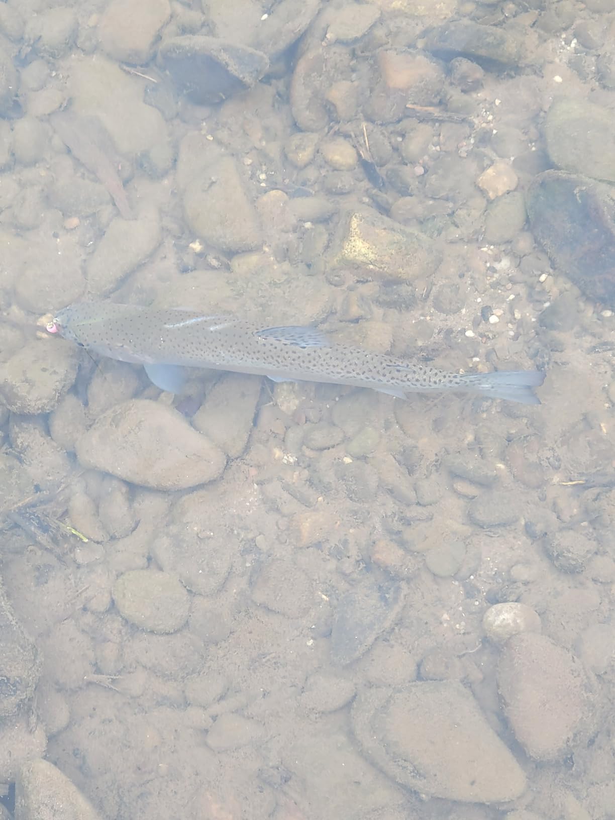 Trout Magnet 82-Piece Neon Fishing Gear Kit customer photo 2