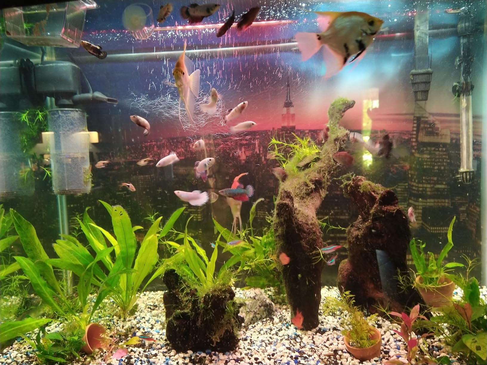 Hikari Usa Inc AHK21108 fish tropical Micropellets 1.58-Ounce customer photo 1