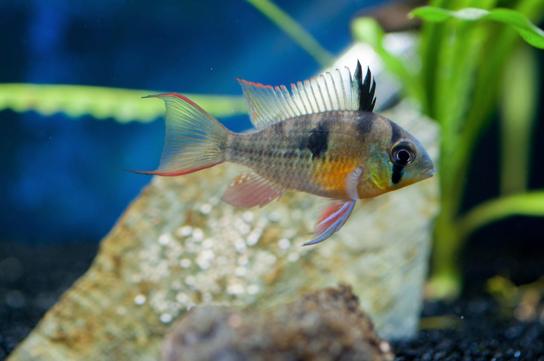Hikari Usa Inc AHK21108 fish tropical Micropellets 1.58-Ounce customer photo 2