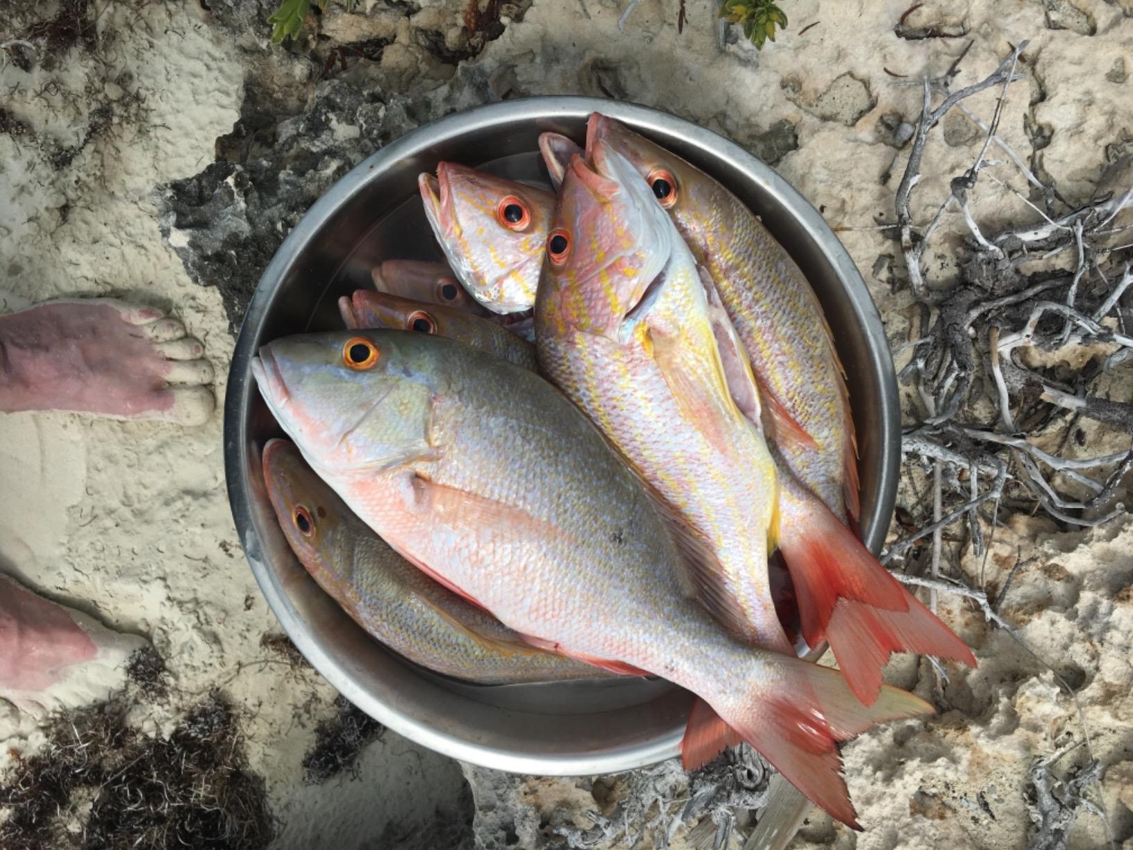 Berkley Gulp! Shrimp Saltwater Fishing Soft Bait customer photo 1