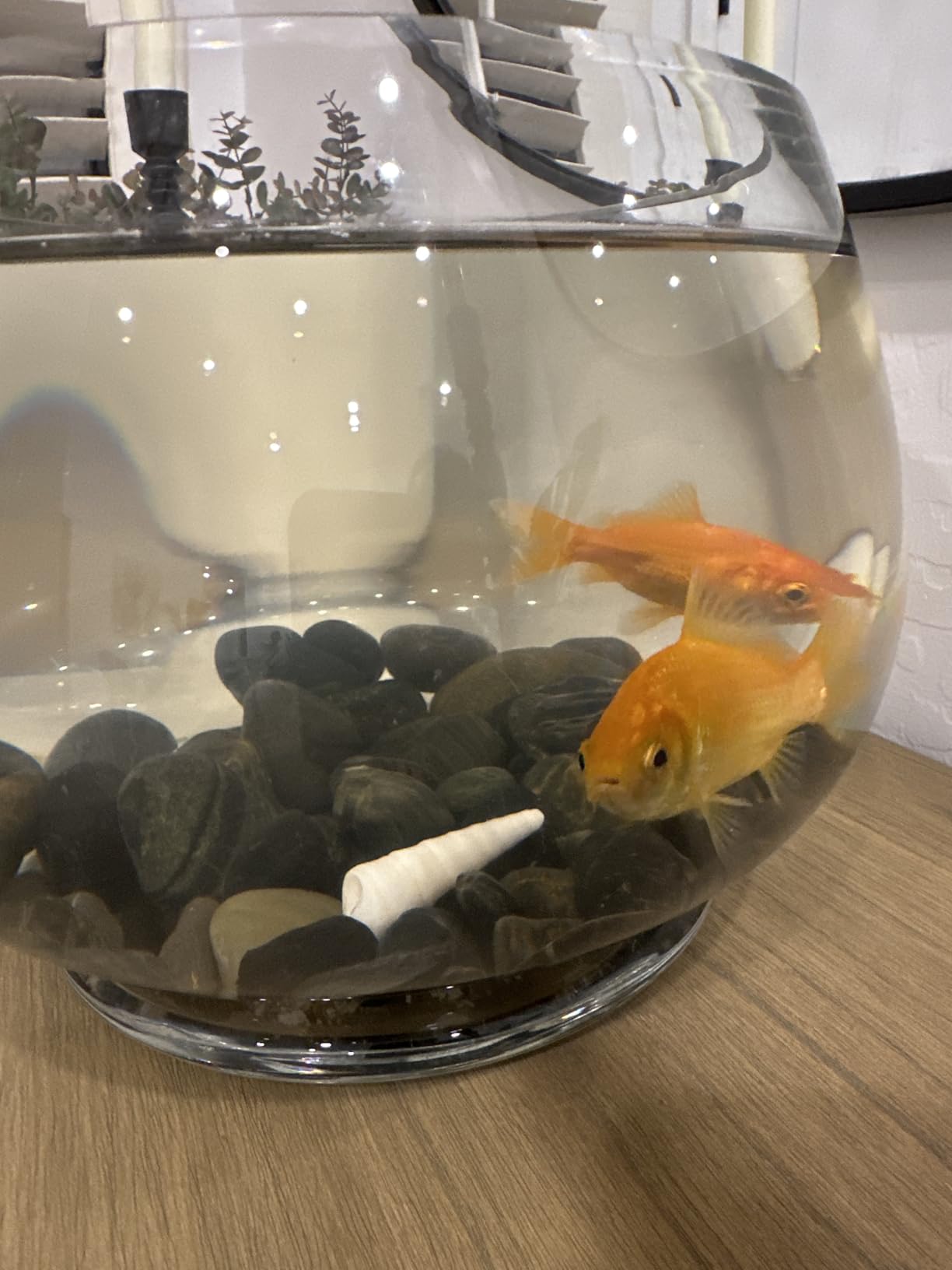 Tetra Goldfish Variety Pellets, Balanced Diet, 1.87 Ounce customer photo 1