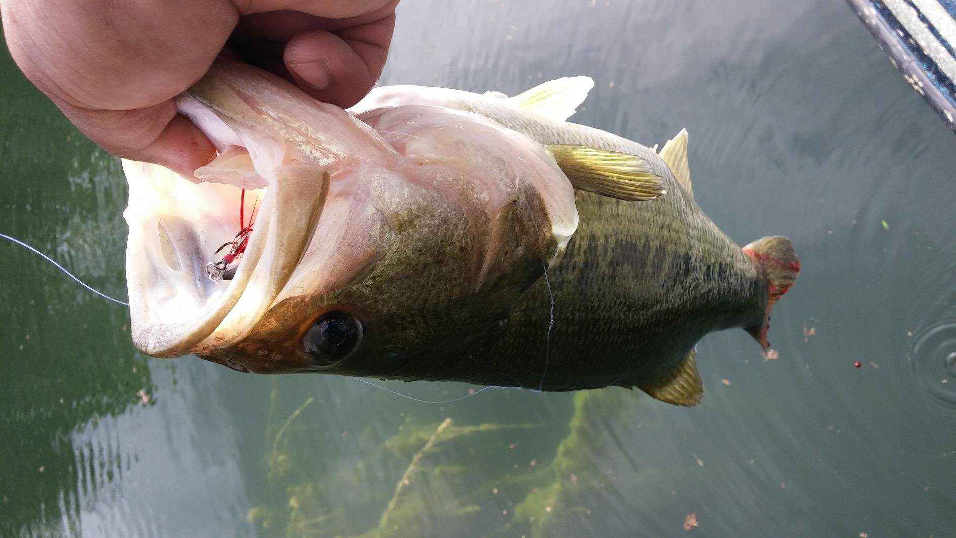 Rapala X-Rap Jerkbait XR10 Fishing Lure customer photo 2