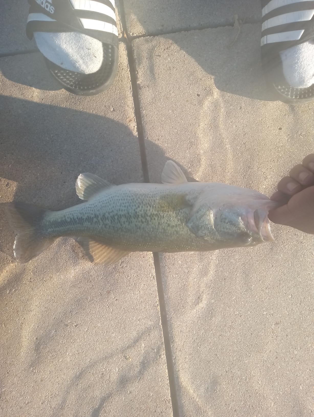 Storm WildEye Swim Shad 03 - Pre-Rigged Paddle Tail Swimbait customer photo 2