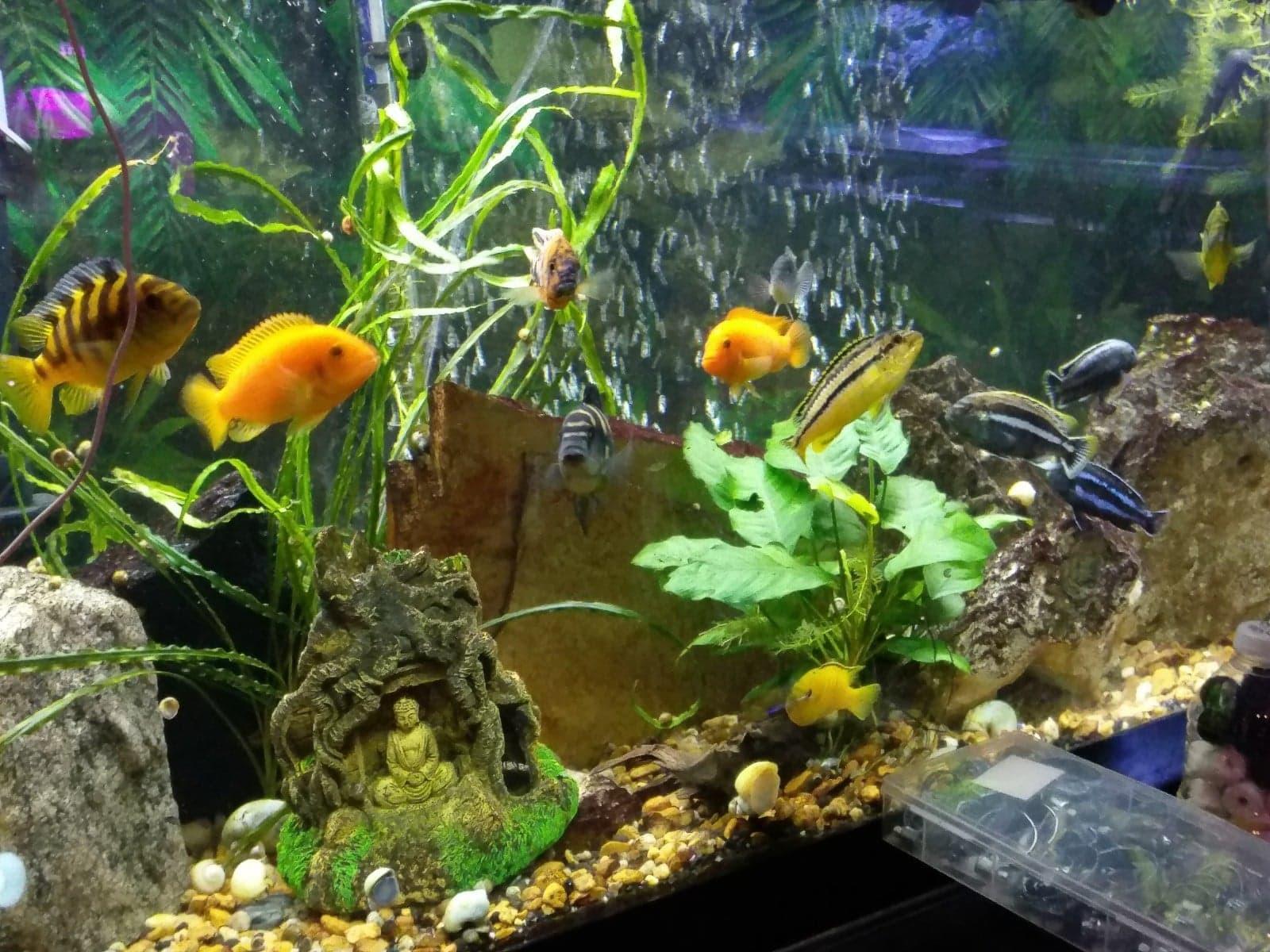 Hikari 12-Ounce Cichlid Excel Sinking Pellets for Pets, Mini customer photo 1