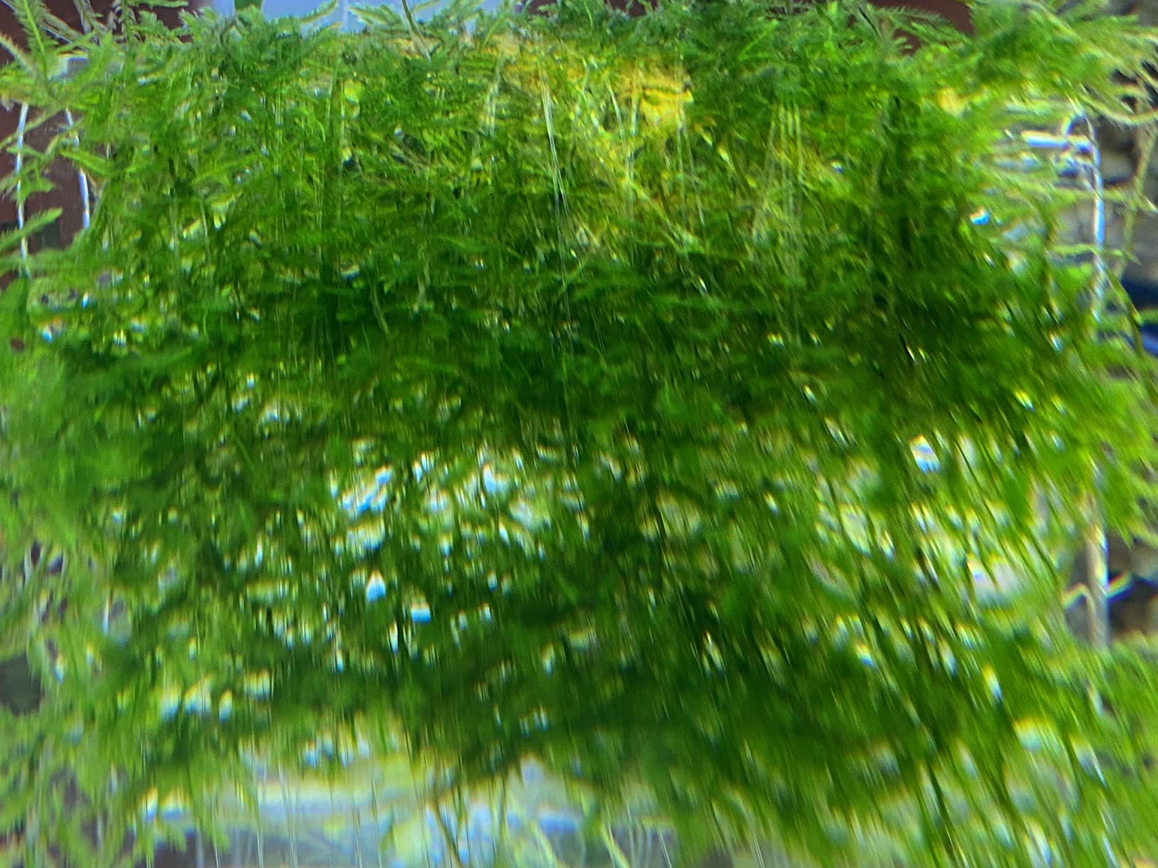 API Co2 Booster Freshwater Aquarium Plant Treatment 8 Fl oz Bottle customer photo 1