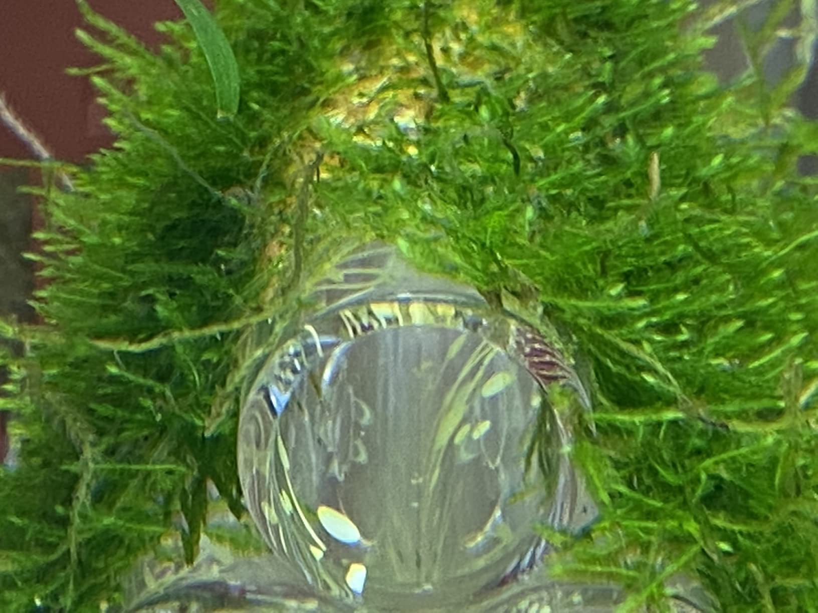 API Co2 Booster Freshwater Aquarium Plant Treatment 8 Fl oz Bottle customer photo 2