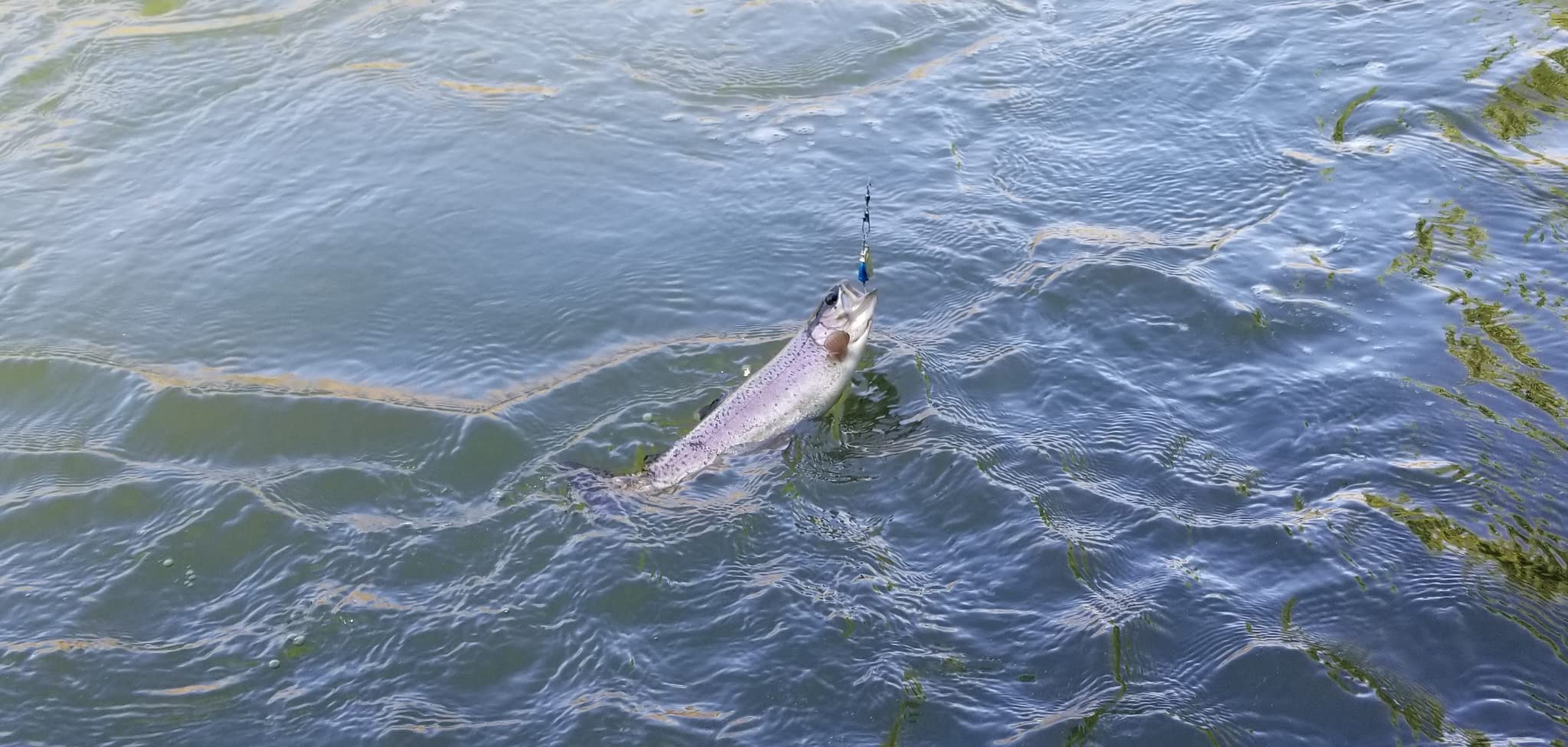 Blue Fox Super Vibrax Tri-Pack Inline Spinner customer photo 1