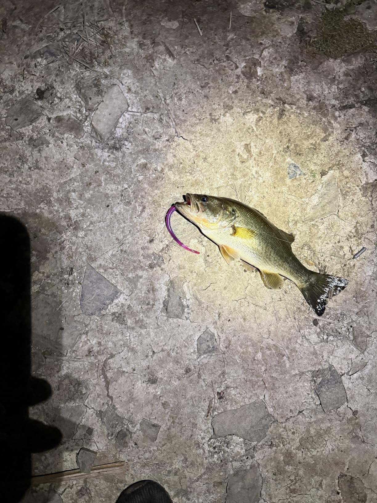 Roboworm Straight Tail Worm Bait for Drop Shot Fishing customer photo 1