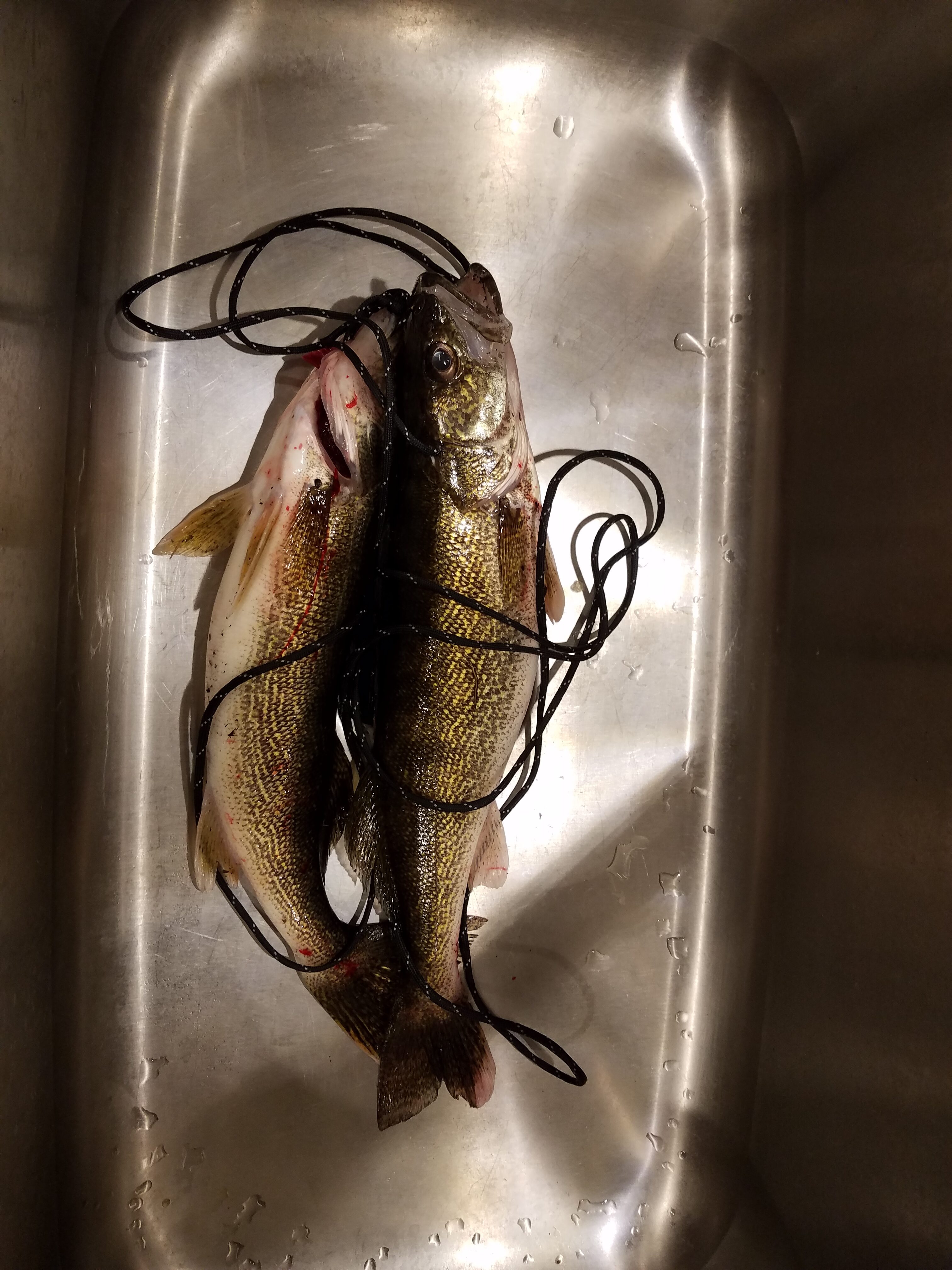 Rapala Husky Jerk 10 Suspending Minnow Lure customer photo 1