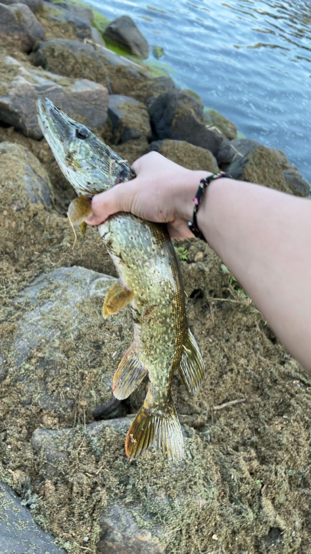 Rebel Pop-R Topwater Popper Fishing Lure - Triple Threat 3 Pack customer photo 2