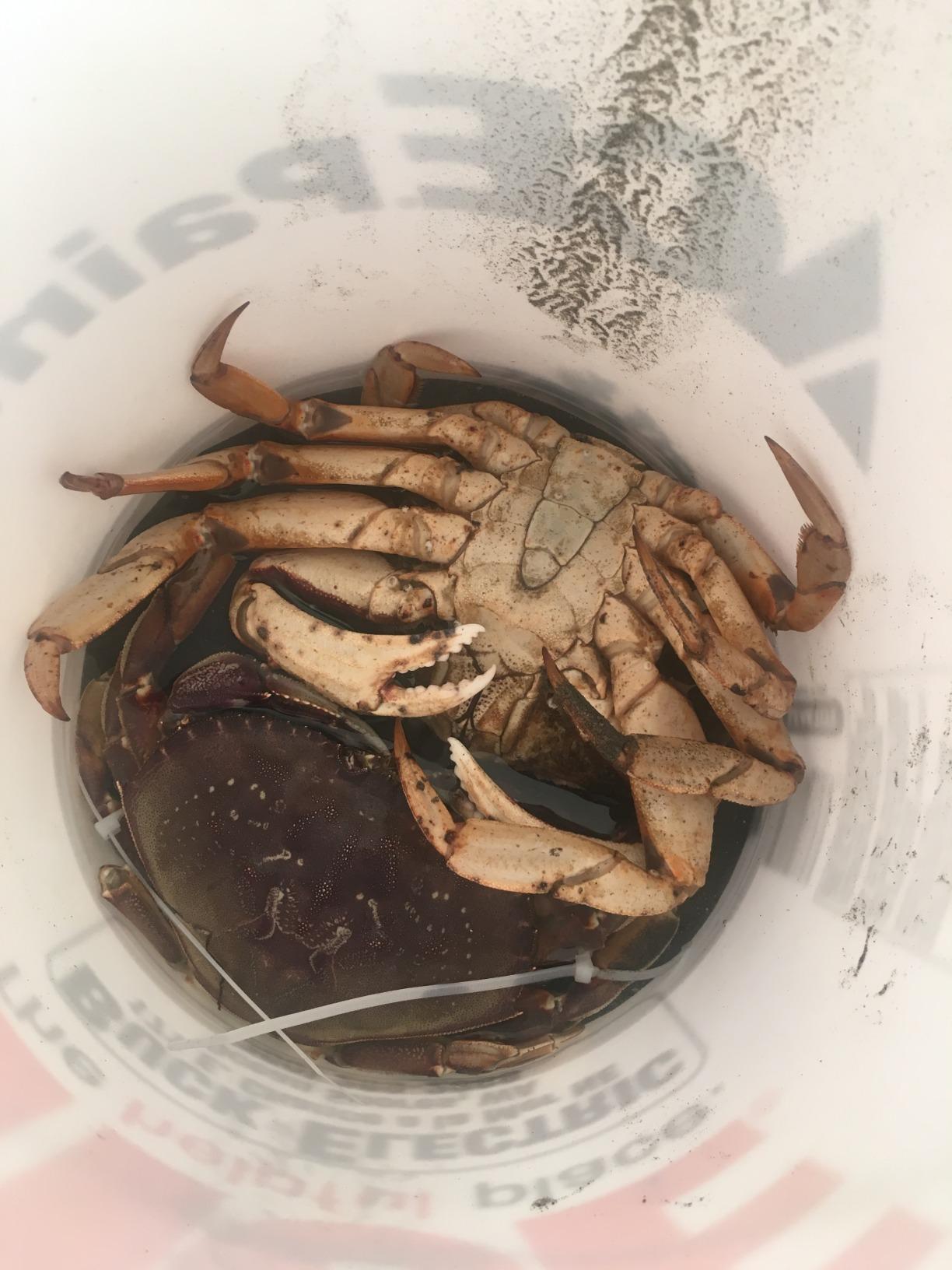 Danielson Crab Snare Rectangular - Budget Castable Crab Trap customer photo 1