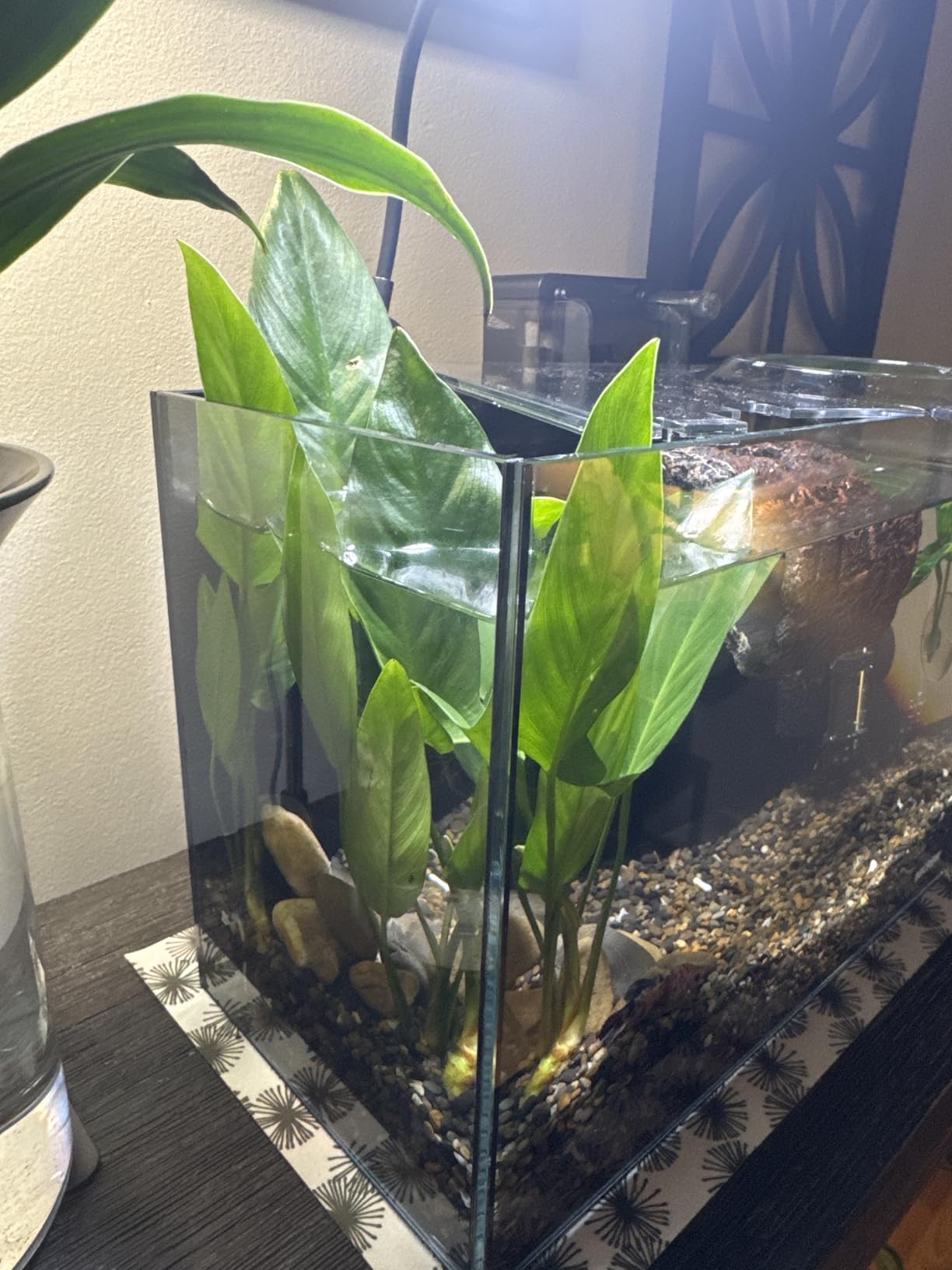 SubstrateSource Anubias Live Aquarium Plants - Potted Freshwater Plant for Fish Tanks (Hastifolia, 1 Pot) customer photo 1