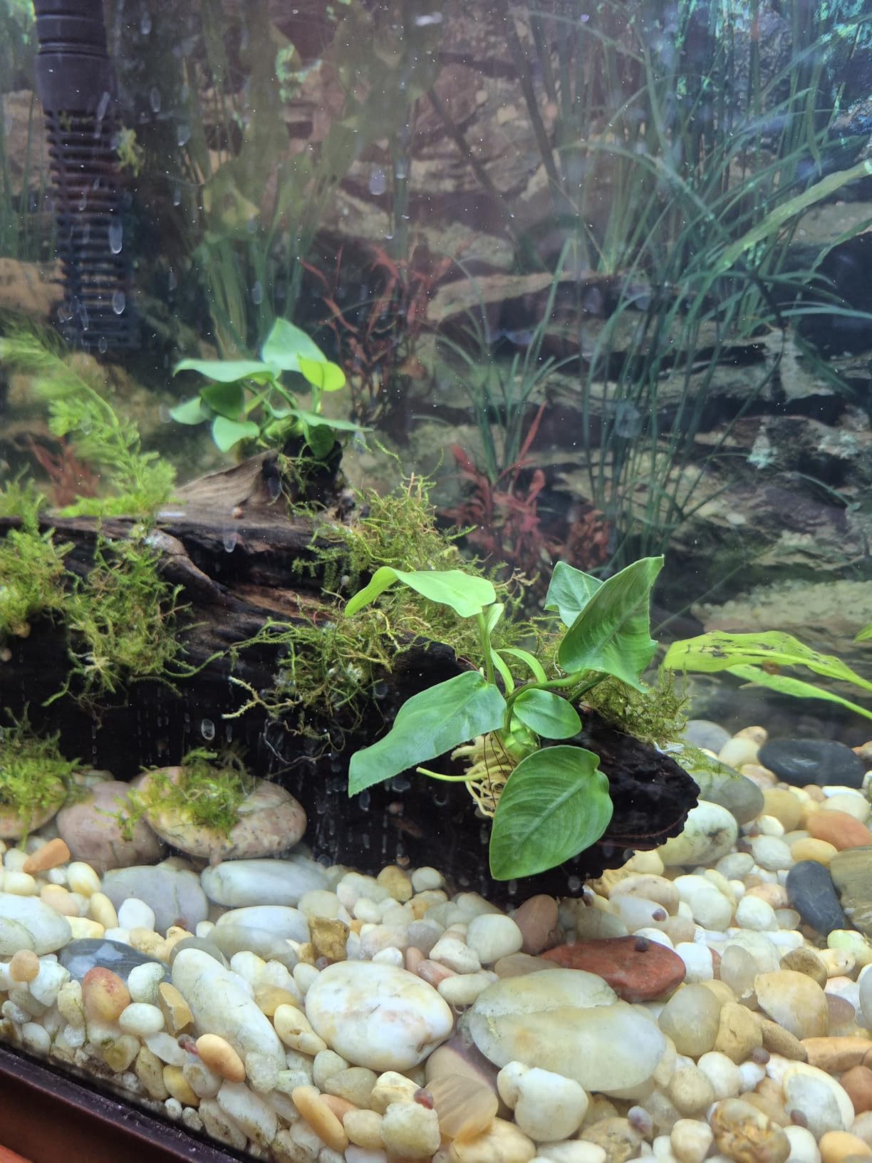 SubstrateSource Anubias Live Aquarium Plants - Potted Freshwater Plant for Fish Tanks (Hastifolia, 1 Pot) customer photo 2