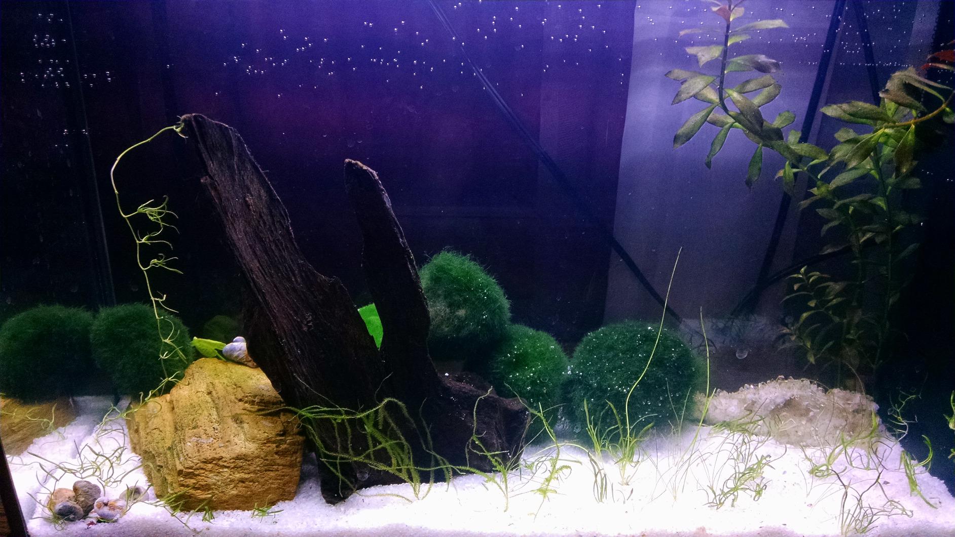 Fluval SPEC III Aquarium Kit, Aquarium with LED Lighting and 3-Stage Filtration System, 2.6 Gallon, White customer photo 1