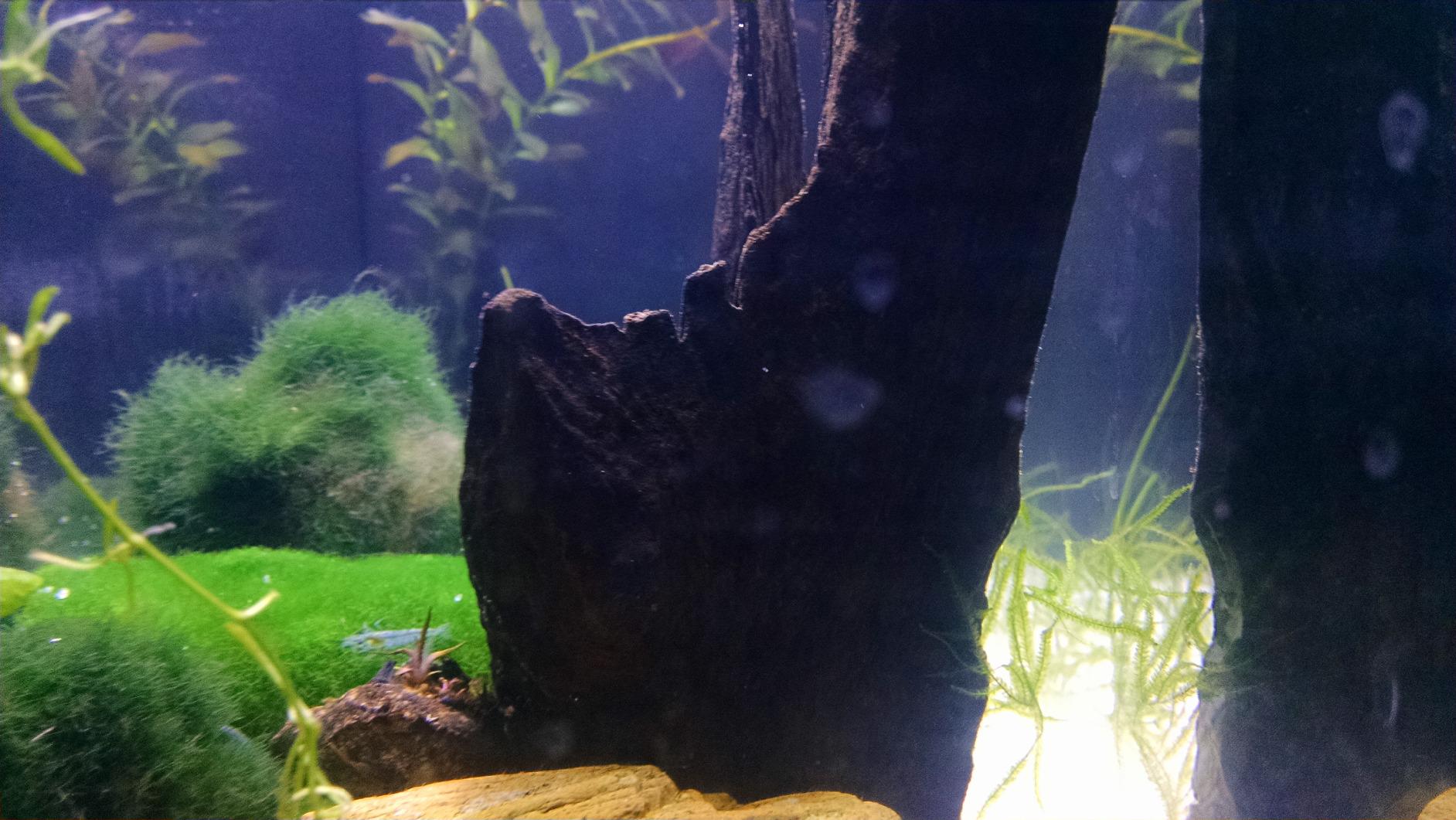 Fluval SPEC III Aquarium Kit, Aquarium with LED Lighting and 3-Stage Filtration System, 2.6 Gallon, White customer photo 2