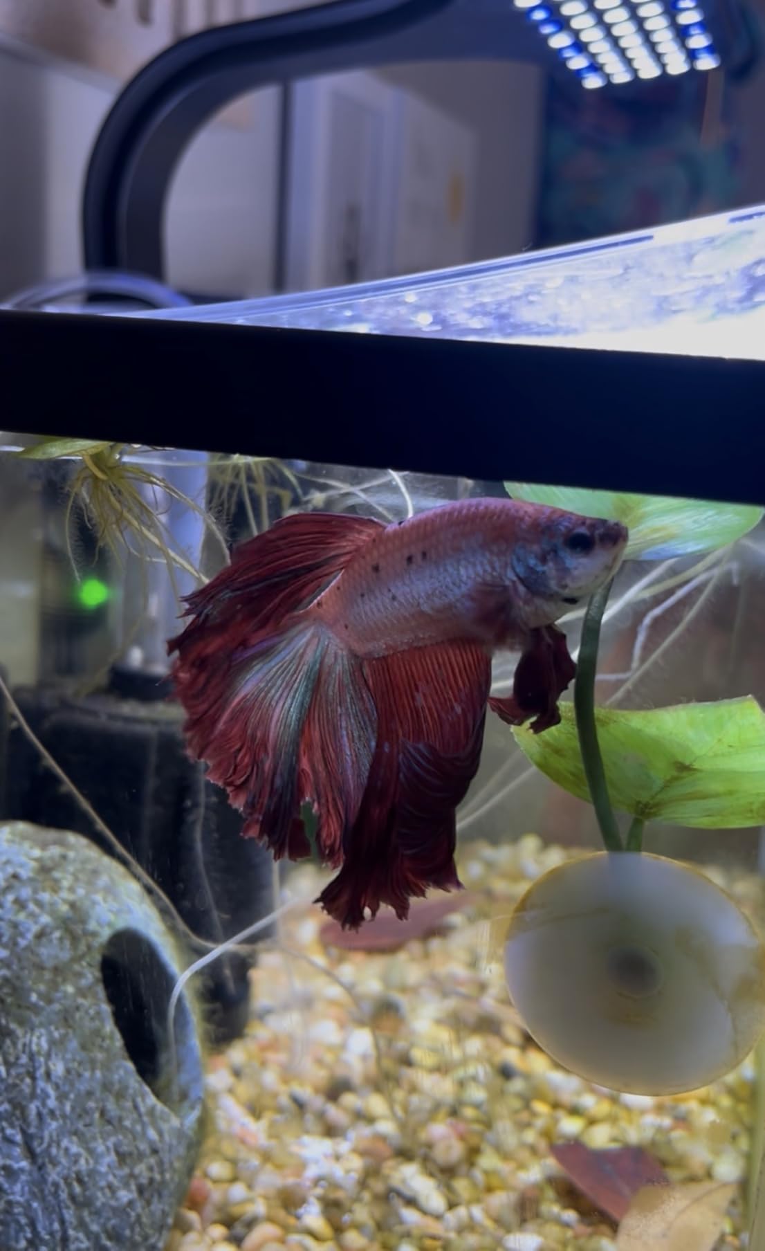 Seachem Kanaplex, 5 g (0.18 oz) customer photo 1