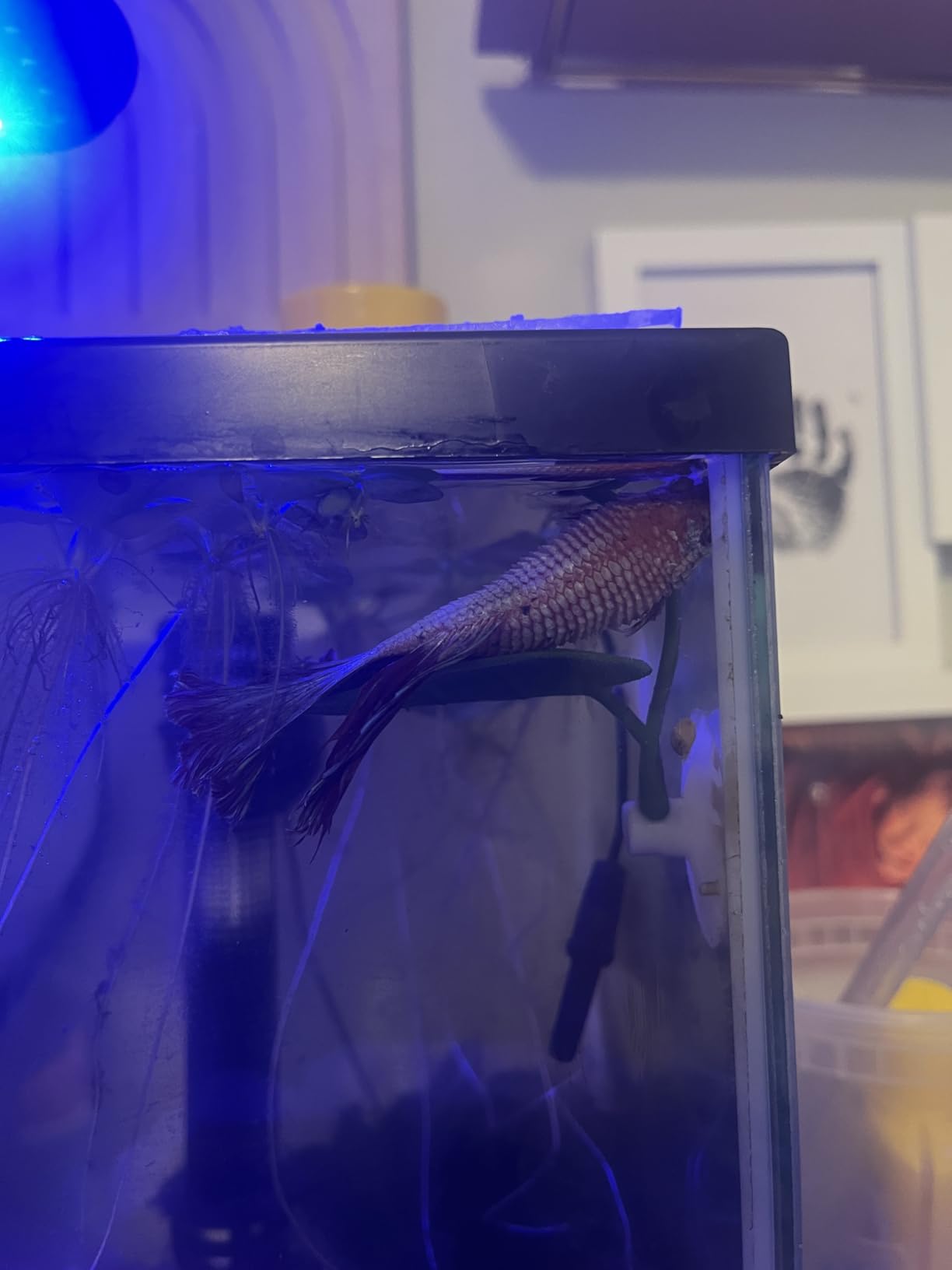 Seachem Kanaplex, 5 g (0.18 oz) customer photo 2