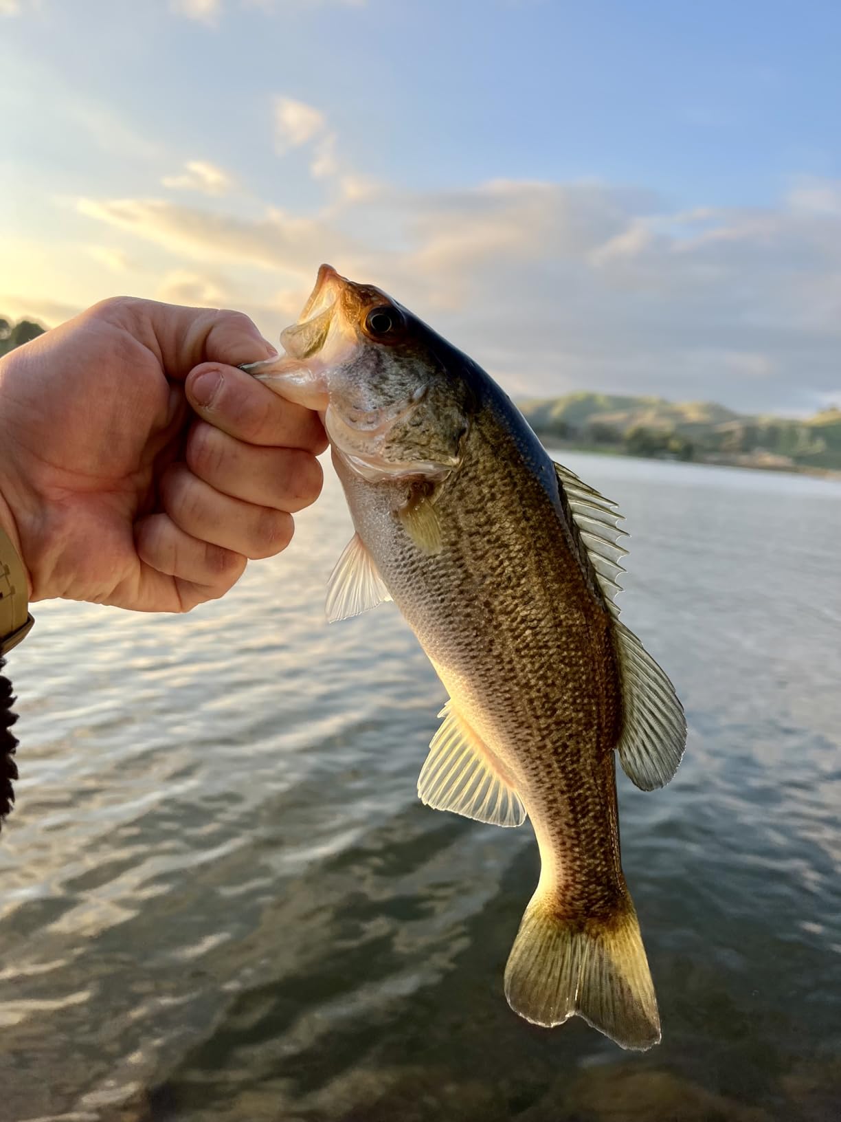 Z-Man Finesse TRD Soft Bait customer photo 2