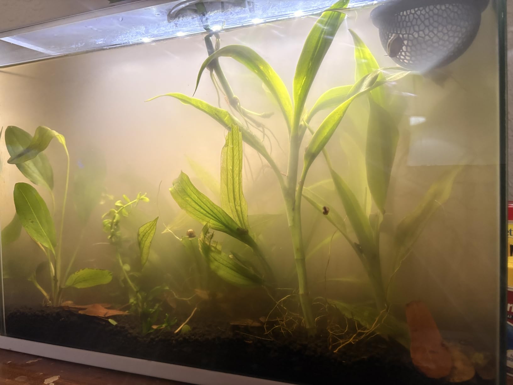 Fluval 12693 Plant and Shrimp Stratum for Freshwater Fish Tanks, 4.4 lbs. - Aquarium Substrate for Strong Plant Growth, Supports Neutral to Slightly Acidic pH customer photo 1