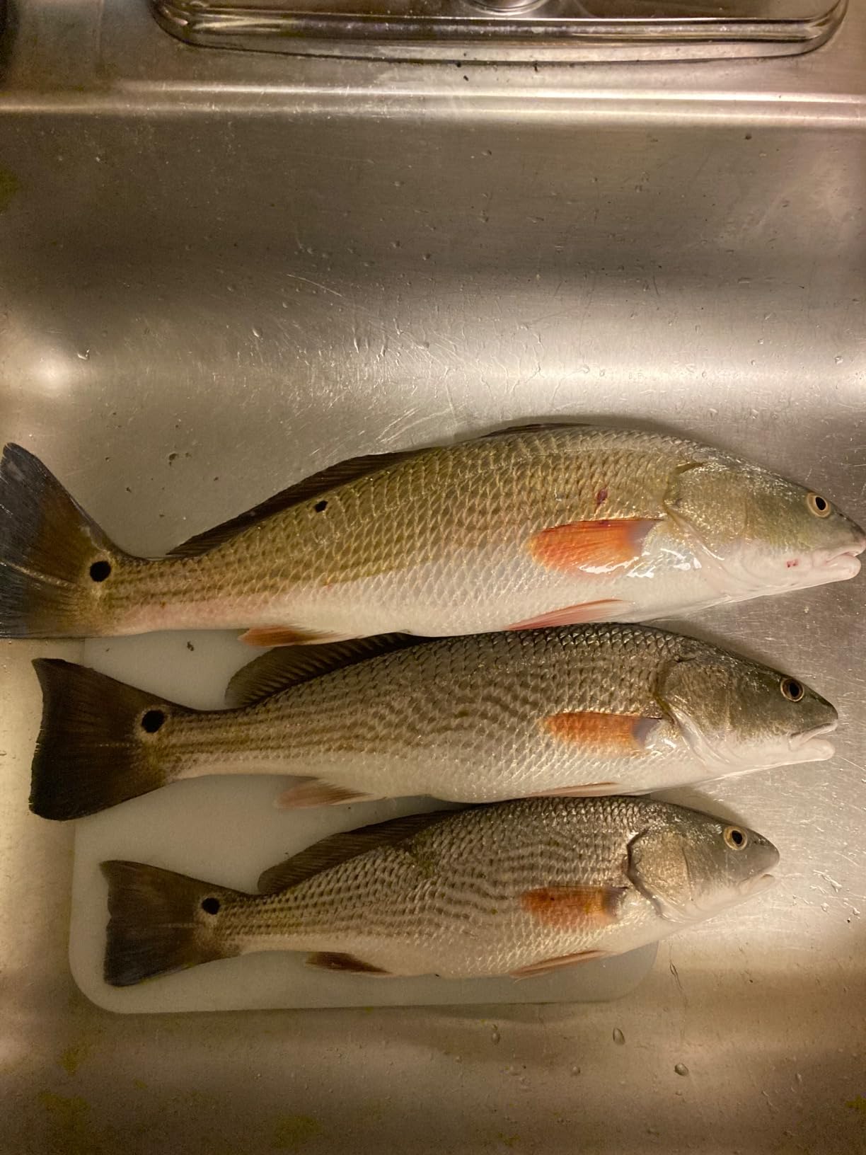 Bomber Saltwater Grade Mullet Slow-Sinking Twitch/Walking Lure - 3.5 Inch customer photo 1