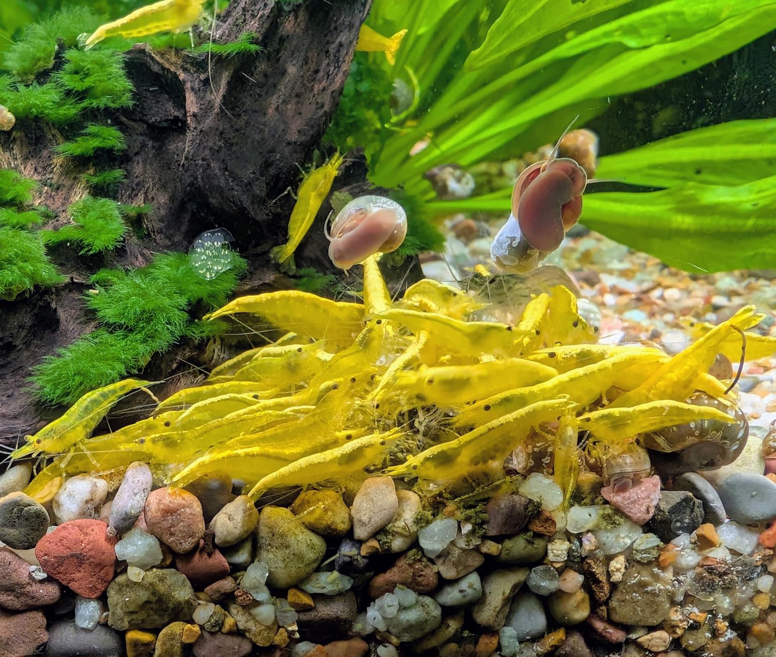 Dennerle Shrimp King Complete 1.587 oz (45g) customer photo 1