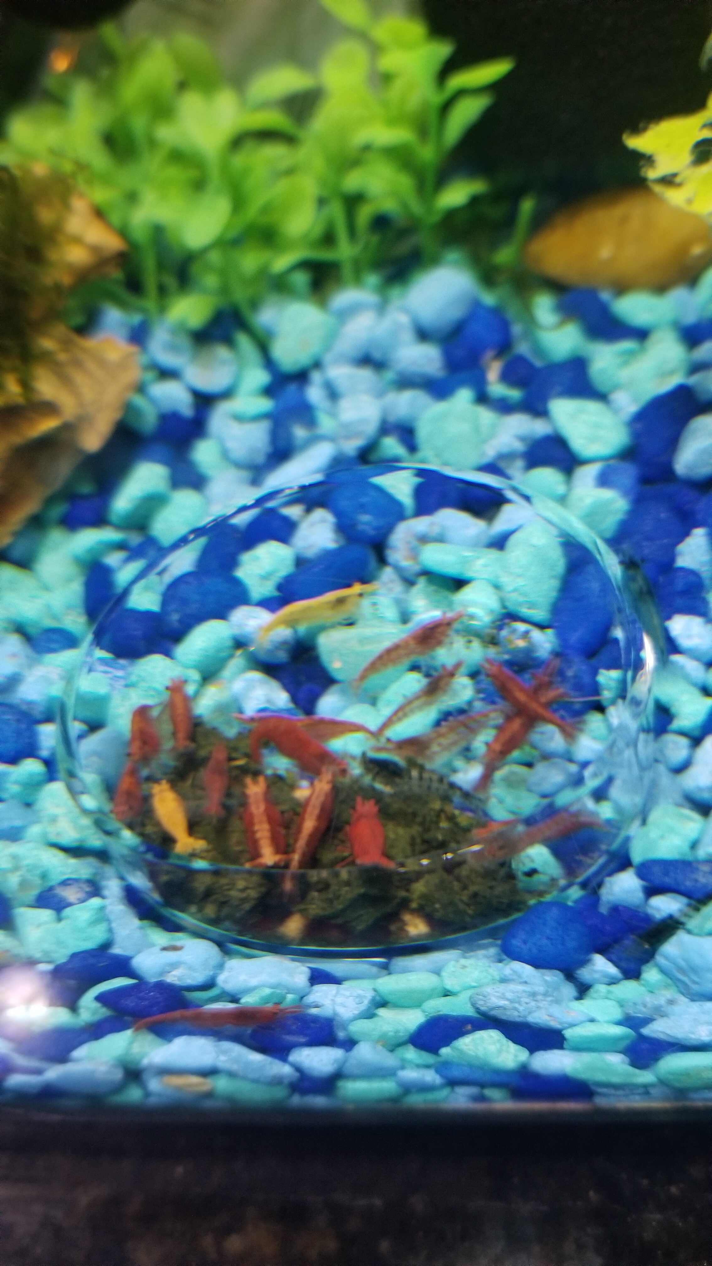 Dennerle Shrimp King Complete 1.587 oz (45g) customer photo 2