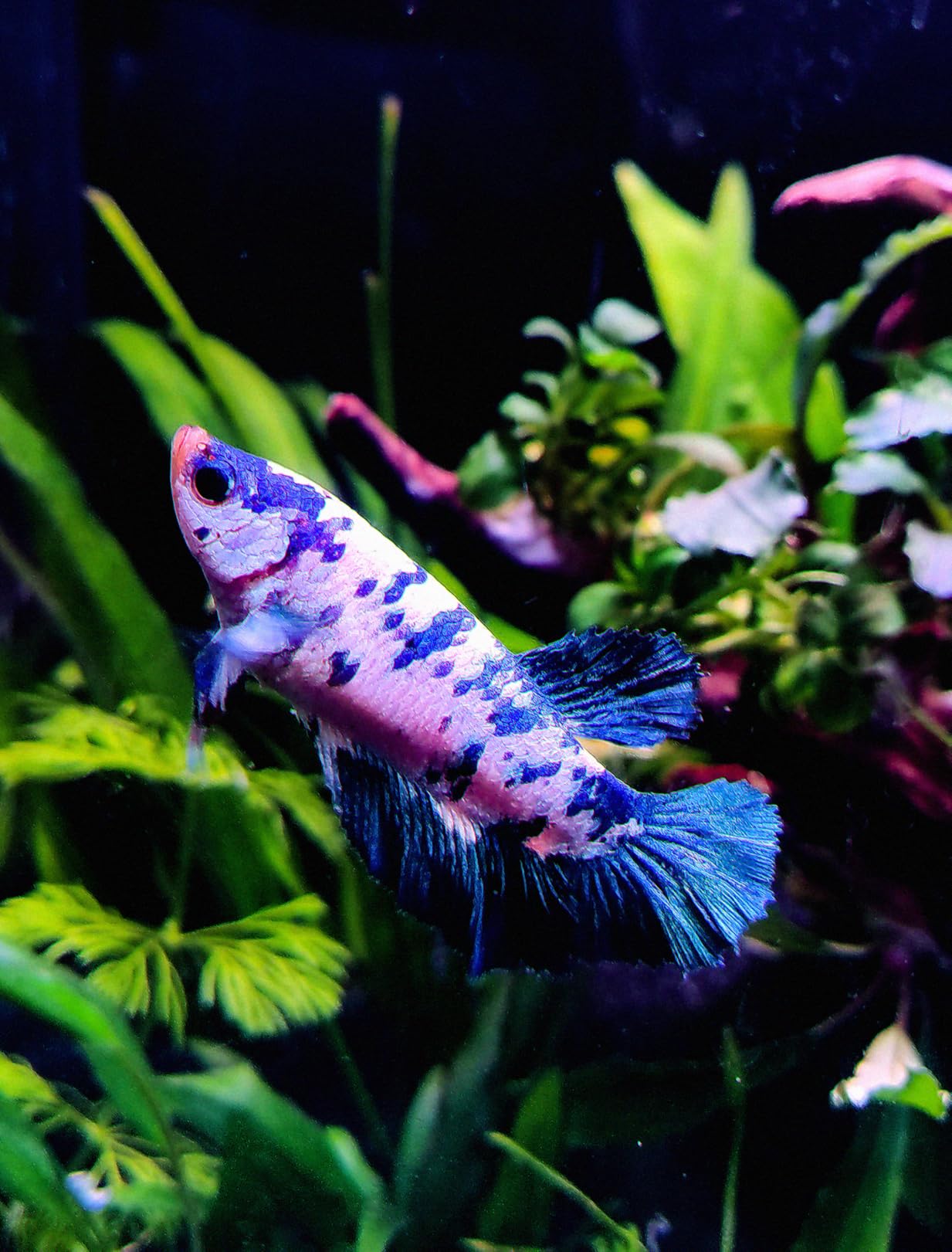 NorthFin Betta Bits, 1 mm, 100 g customer photo 1