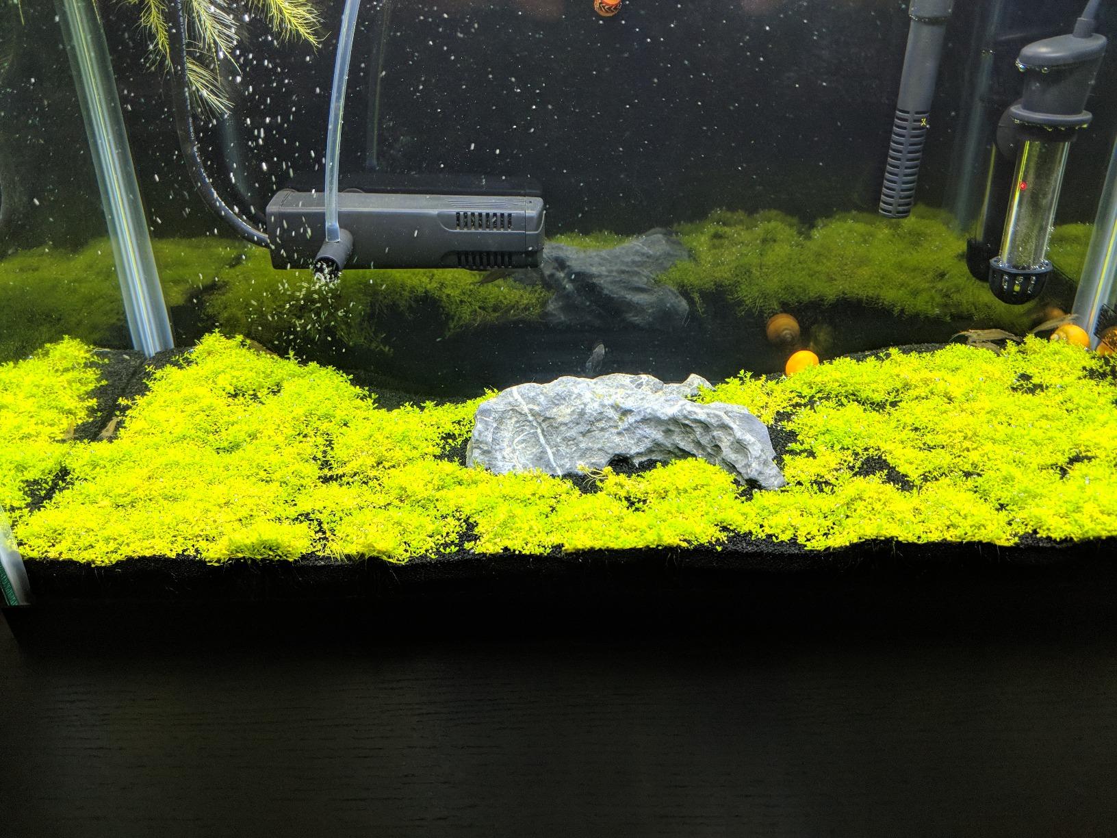 Greenpro Dwarf Baby Tears Hemianthus Callitrichoides Java Moss Live Aquarium Plants Freshwater Fish Tank Vitro TC Cup customer photo 1