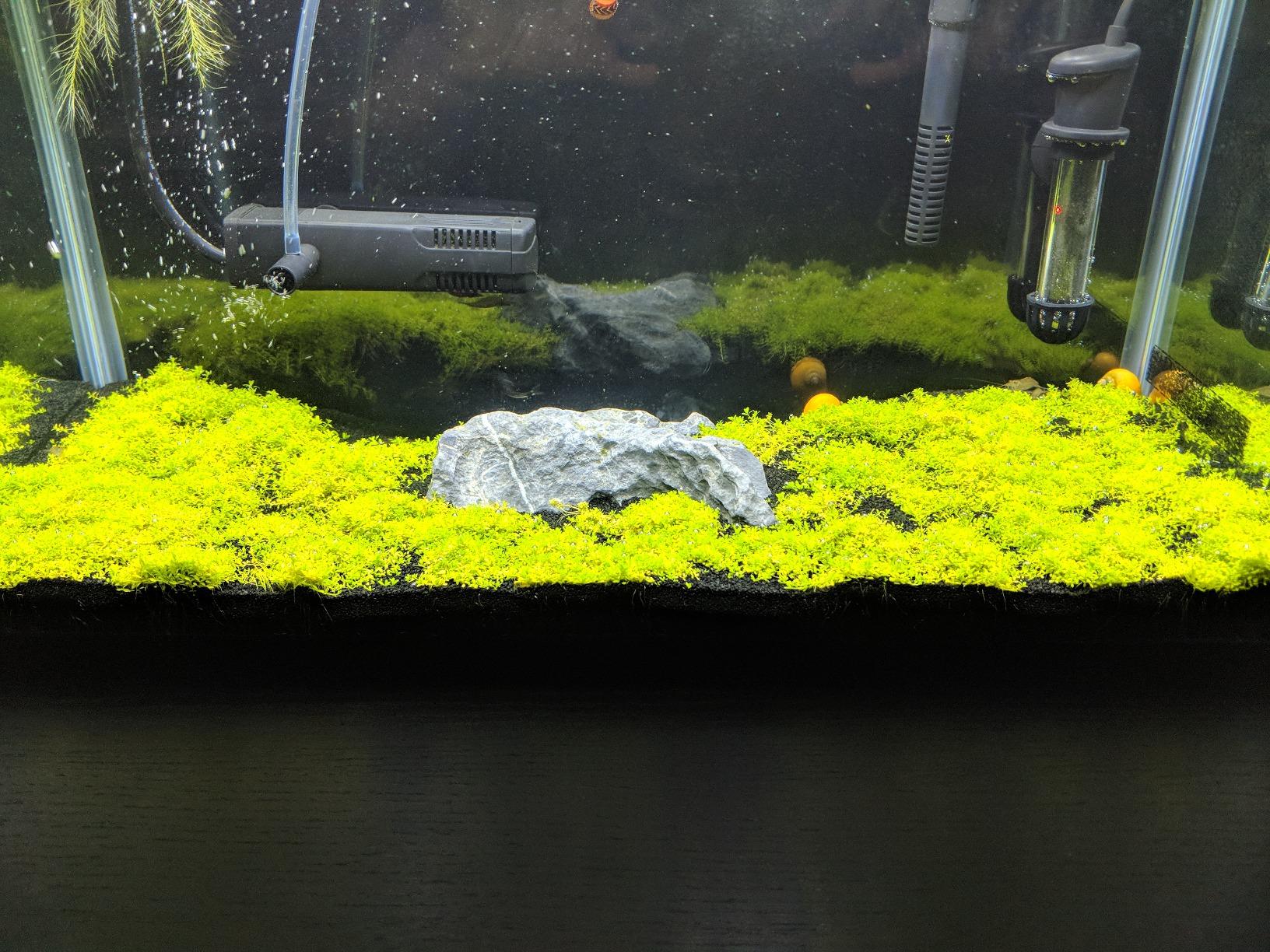 Greenpro Dwarf Baby Tears Hemianthus Callitrichoides Java Moss Live Aquarium Plants Freshwater Fish Tank Vitro TC Cup customer photo 2