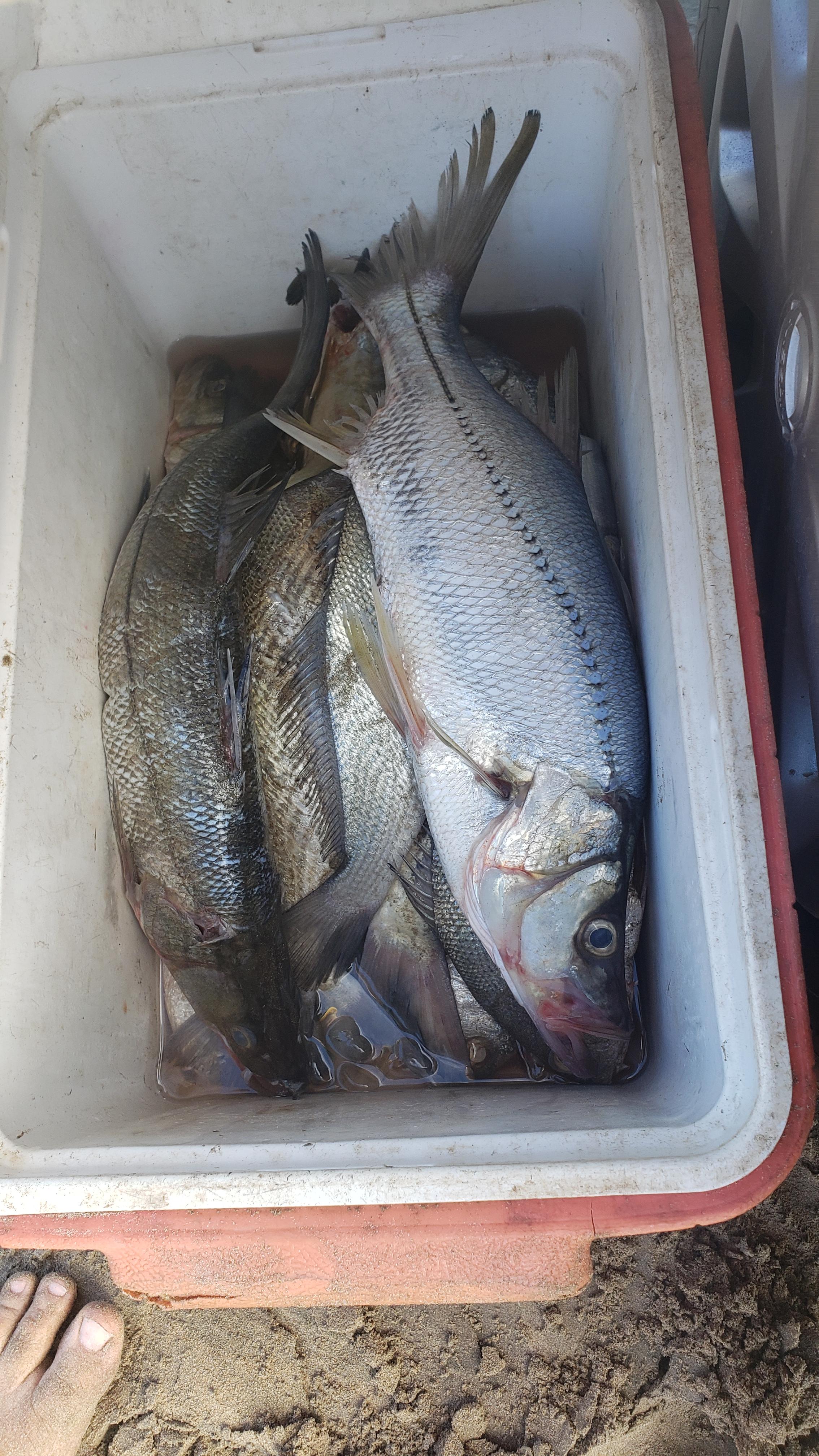 Kmucutie Set of 6 pcs 9 inch / 7 inch / 6.5 inch trolling Lure Marlin Tuna Dolphin Shark Big Game deep sea Fishing Lures Included Mesh Bag customer photo 1