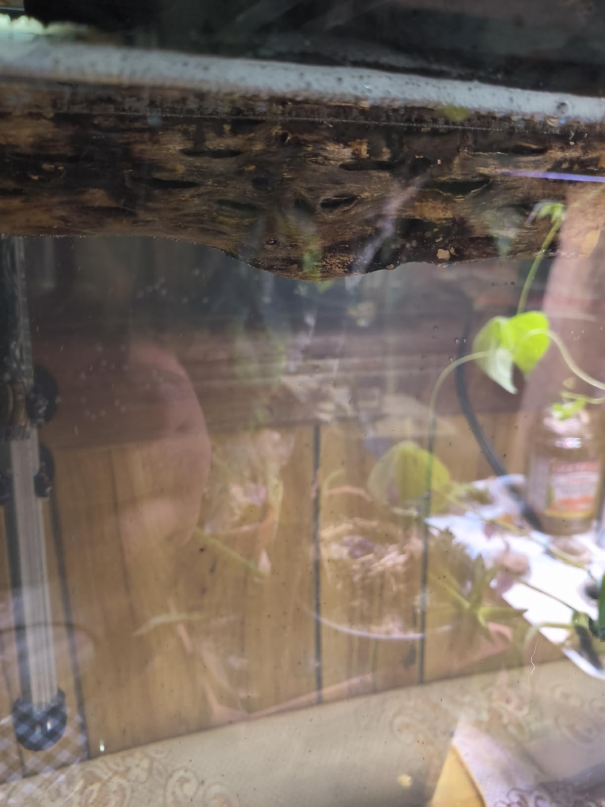 SunGrow Cholla Wood, 6