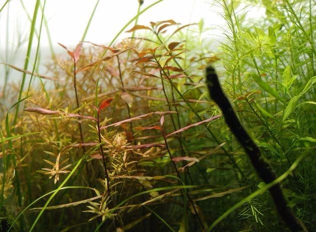 3-Bundles Ludwigia Repens Ovalis Red Stem Live Aquarium Plants Freshwater Fish Tank by Greenpro customer photo 1