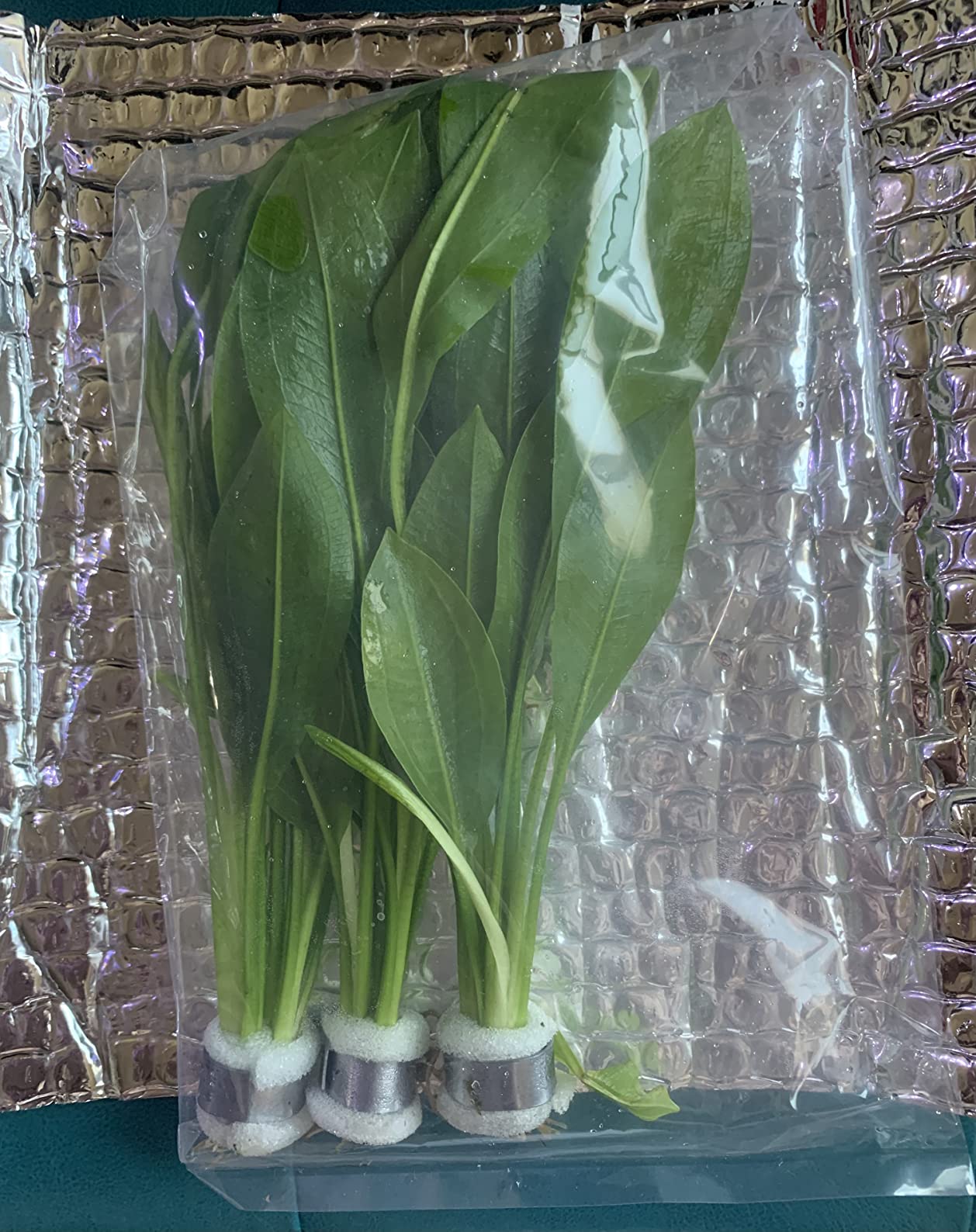Greenpro 3-Bundles Amazon Sword | Echinodorus Bleheri Live Aquarium Plants Package Aquatic Freshwater Fish Tank Decorations customer photo 1