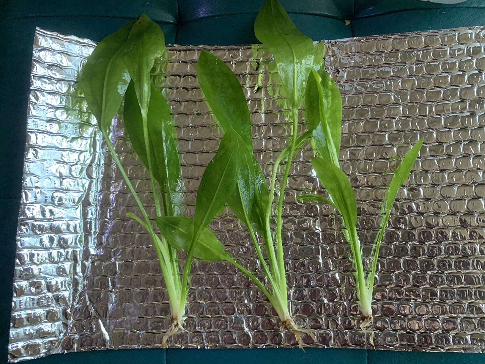 Greenpro 3-Bundles Amazon Sword | Echinodorus Bleheri Live Aquarium Plants Package Aquatic Freshwater Fish Tank Decorations customer photo 2