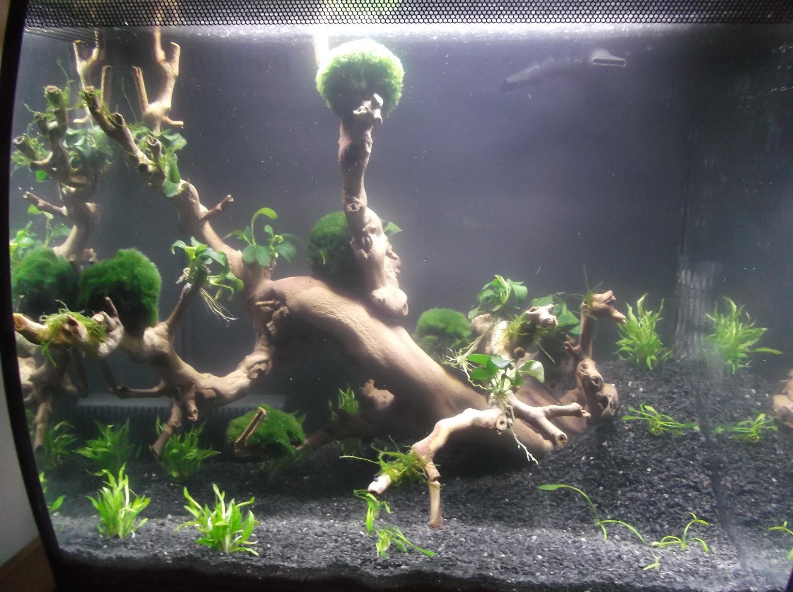 Greenpro Cryptocoryne Parva Foreground Live Potted Aquatic Aquarium Plants customer photo 1